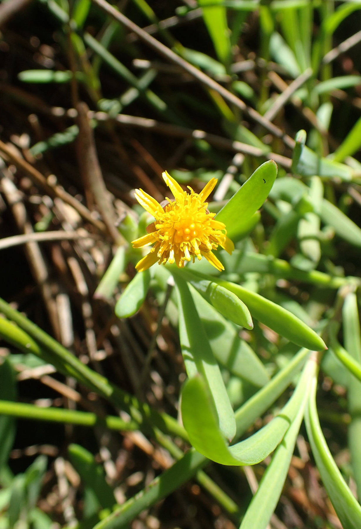 Marsh Jaumea — photo 15