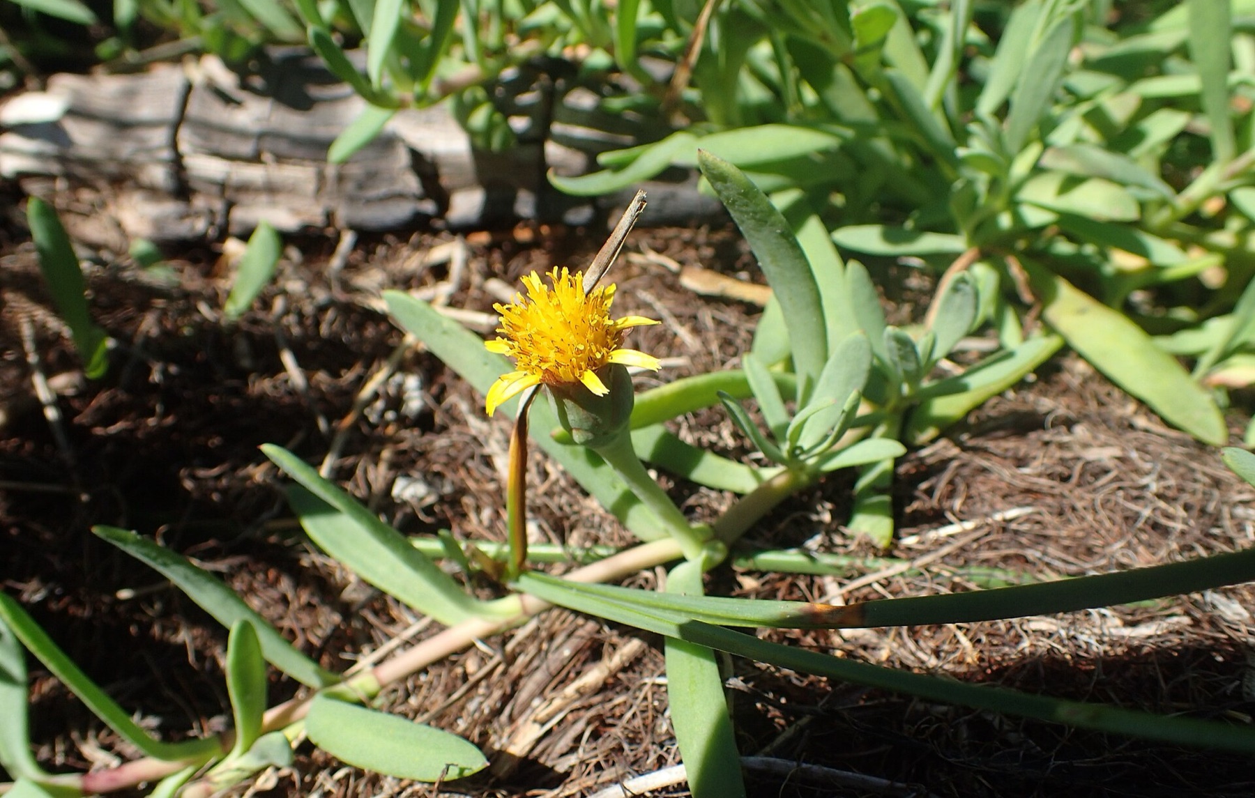 Marsh Jaumea — photo 16