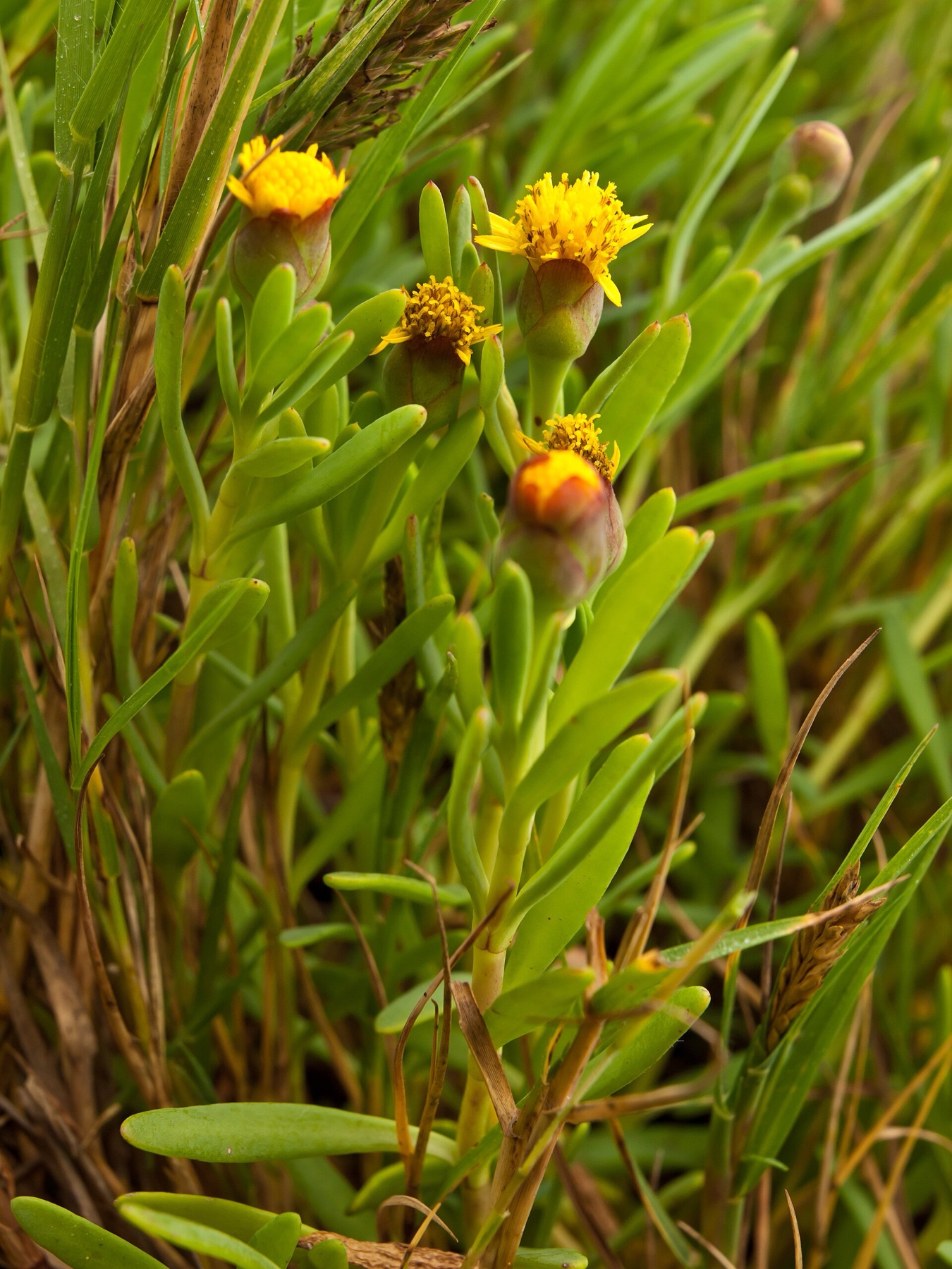 Marsh Jaumea — photo 17