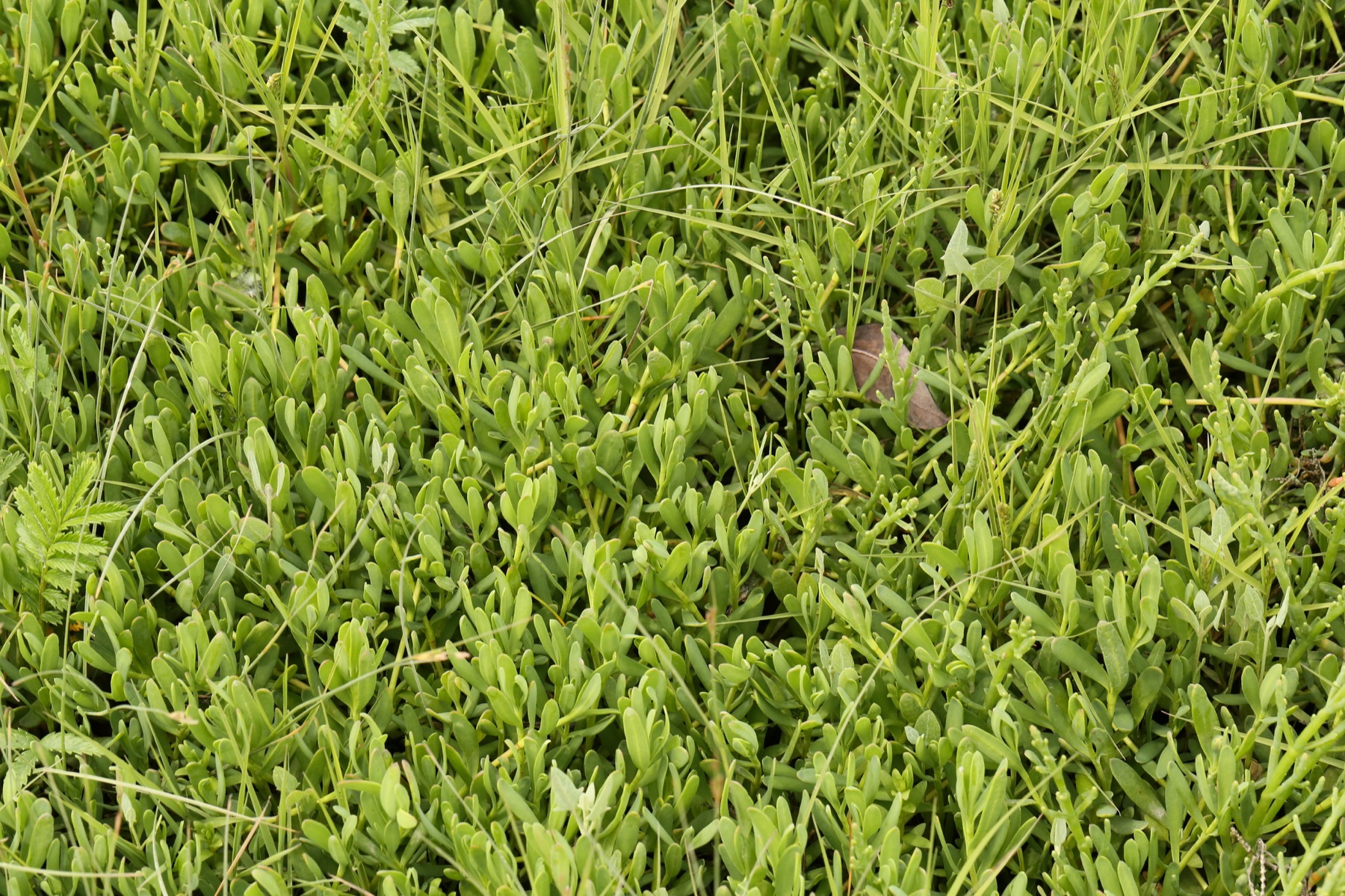 Marsh Jaumea — photo 19