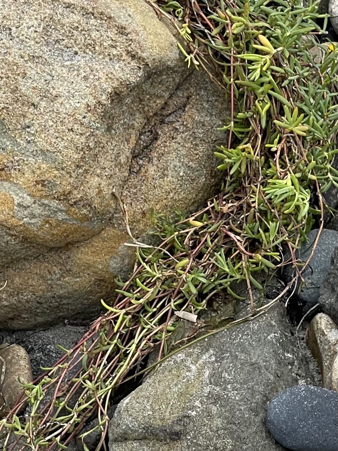 Marsh Jaumea — photo 21