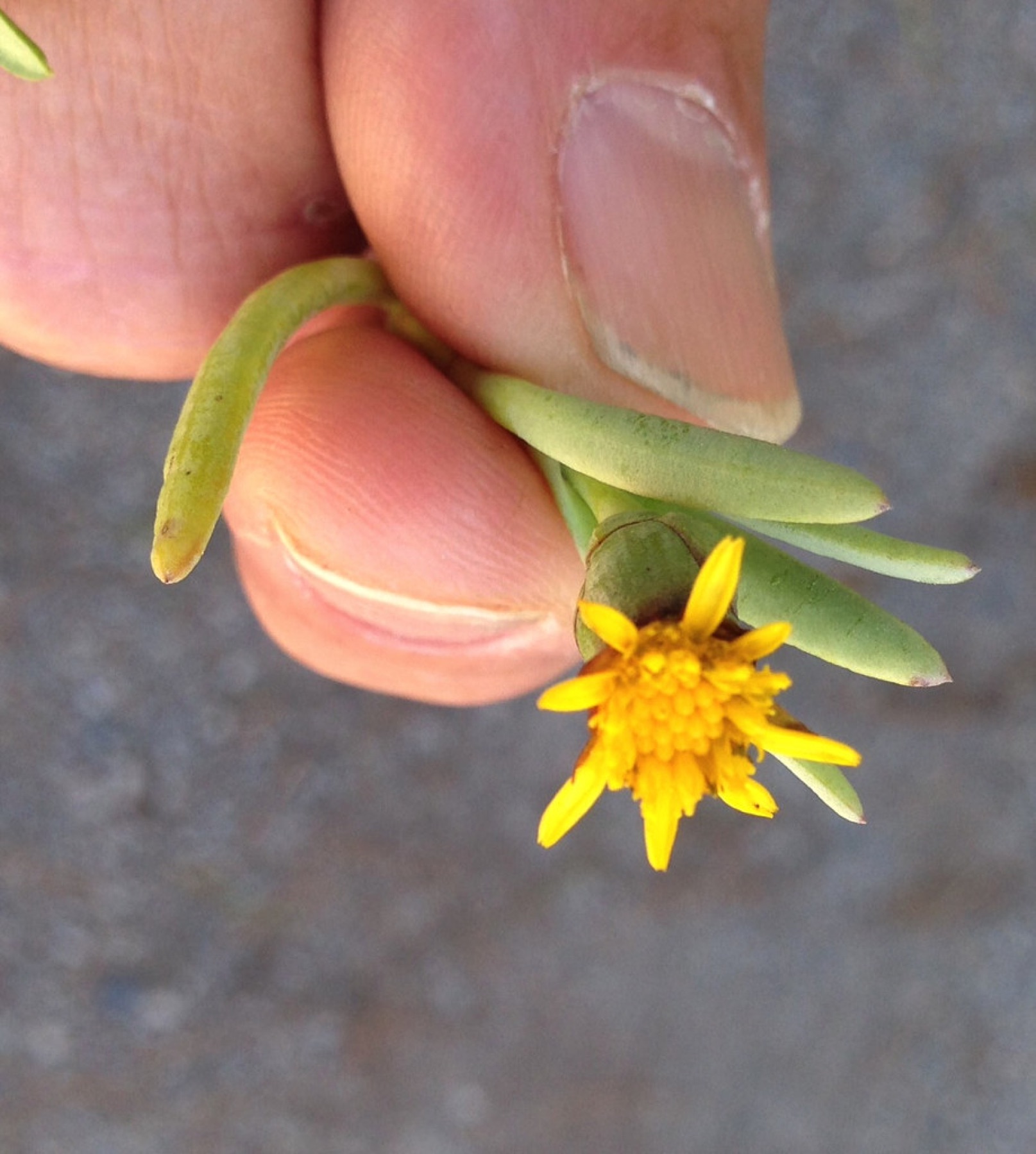 Marsh Jaumea — photo 22