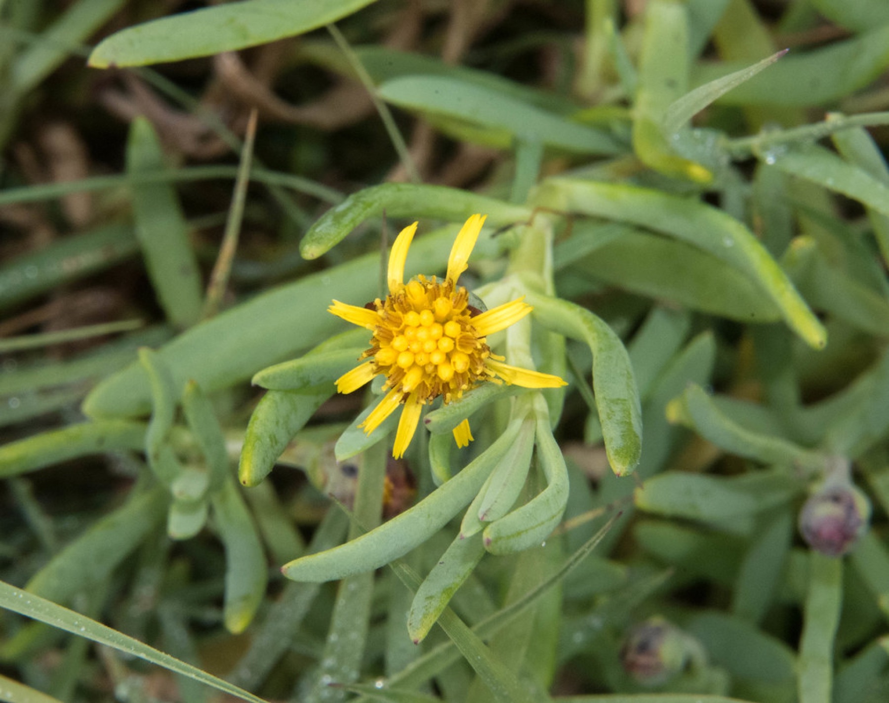 Marsh Jaumea — photo 23