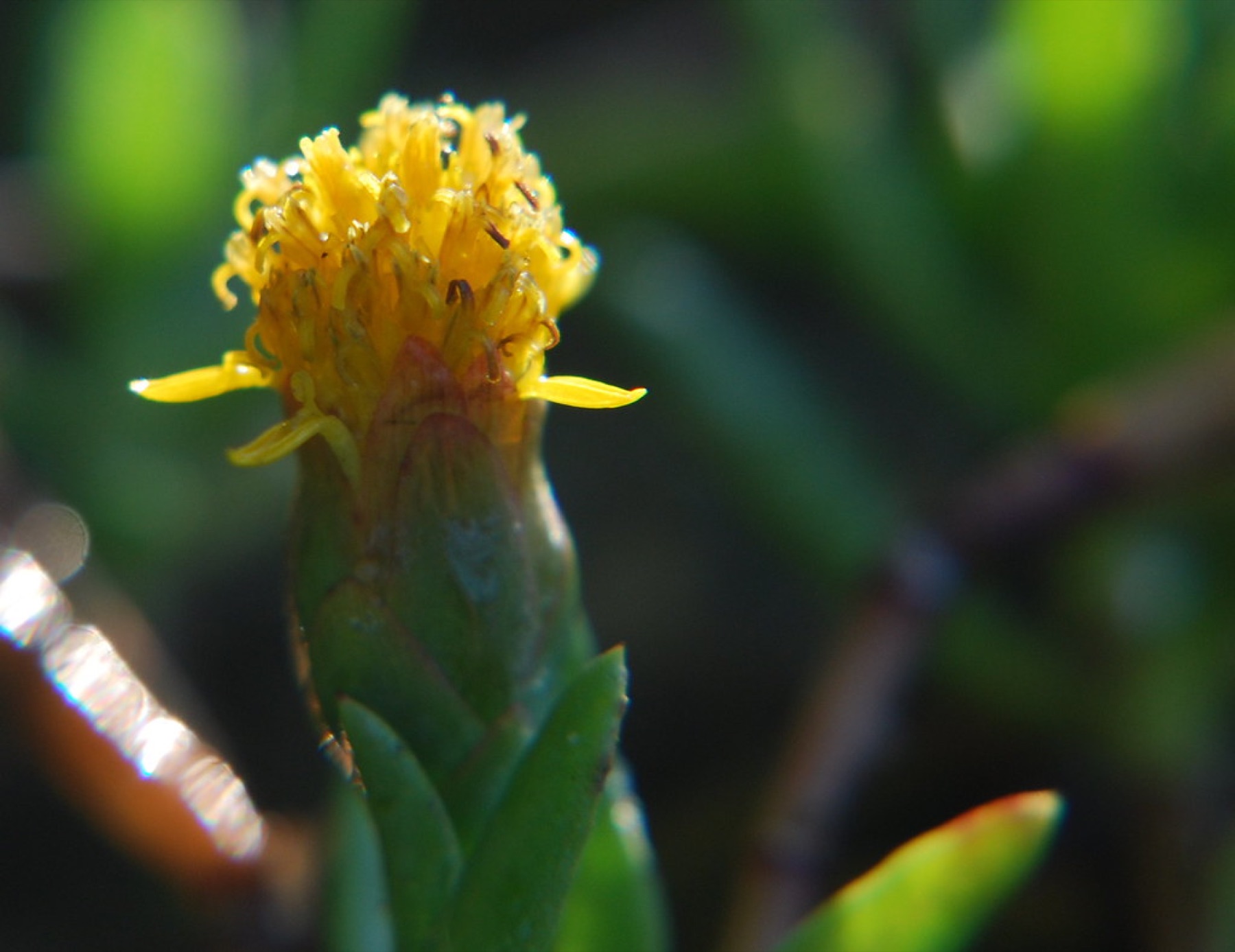 Marsh Jaumea — photo 24