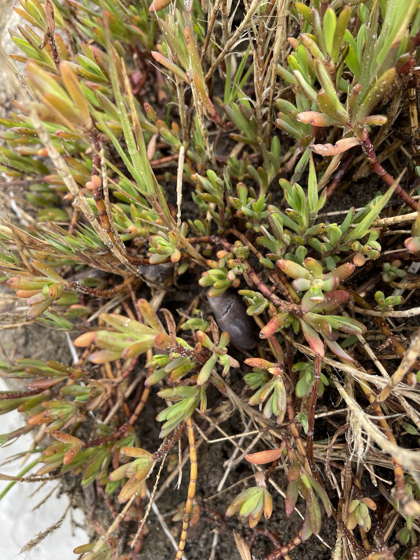 Marsh Jaumea