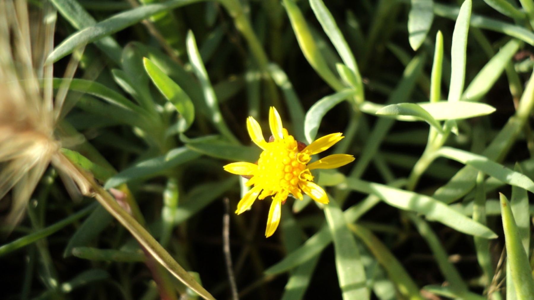 Marsh Jaumea — photo 2