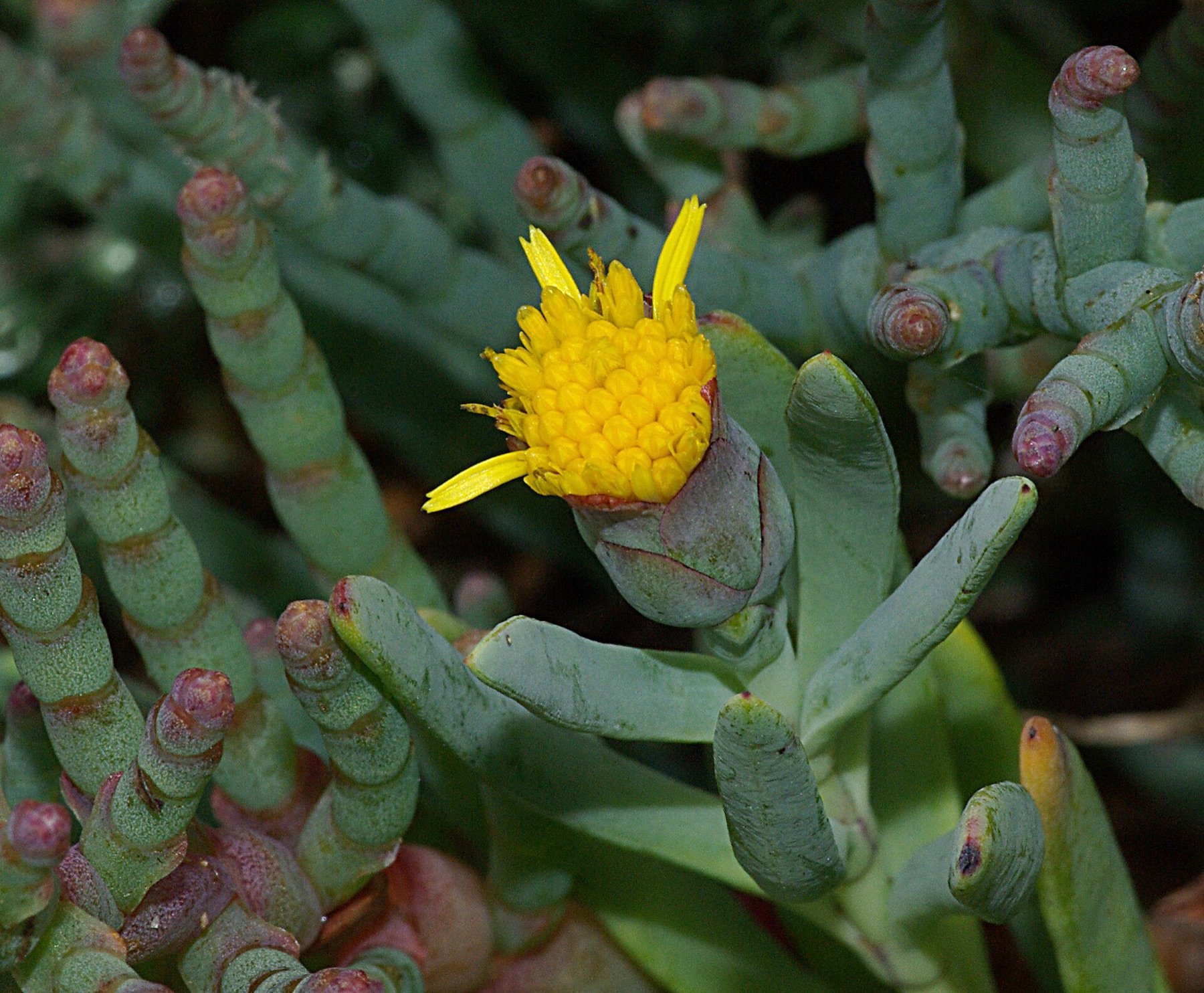 Marsh Jaumea — photo 4