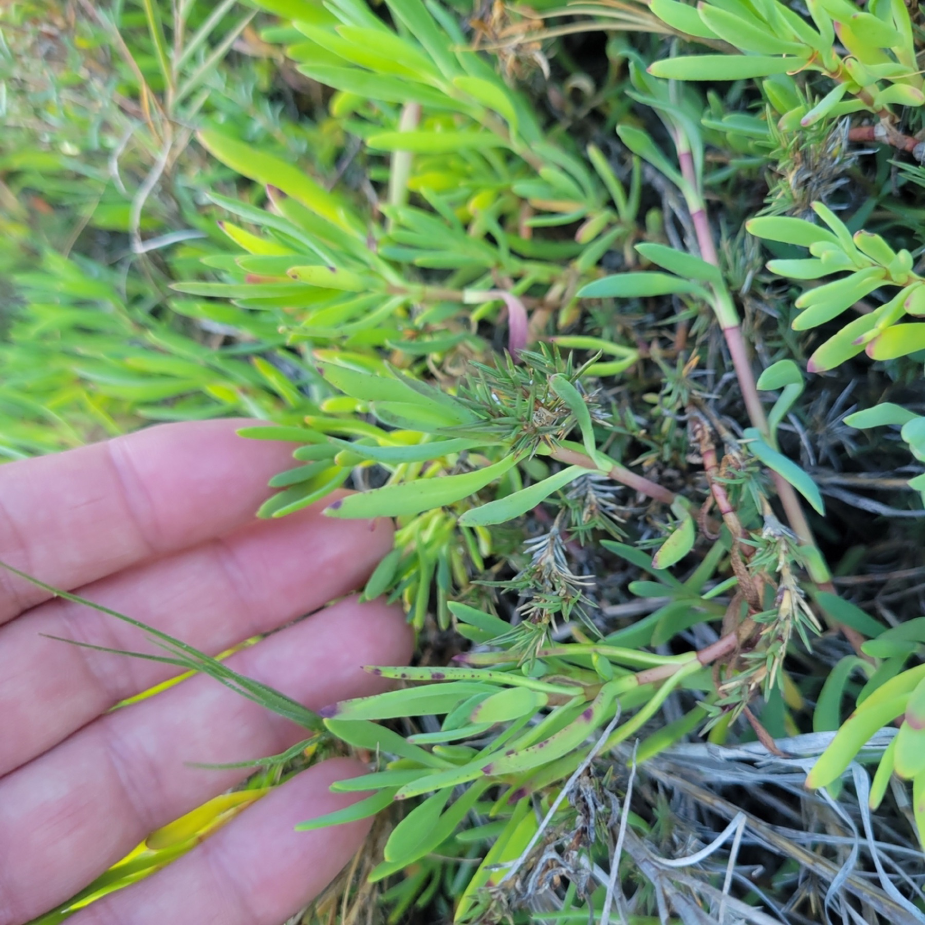 Marsh Jaumea — photo 5