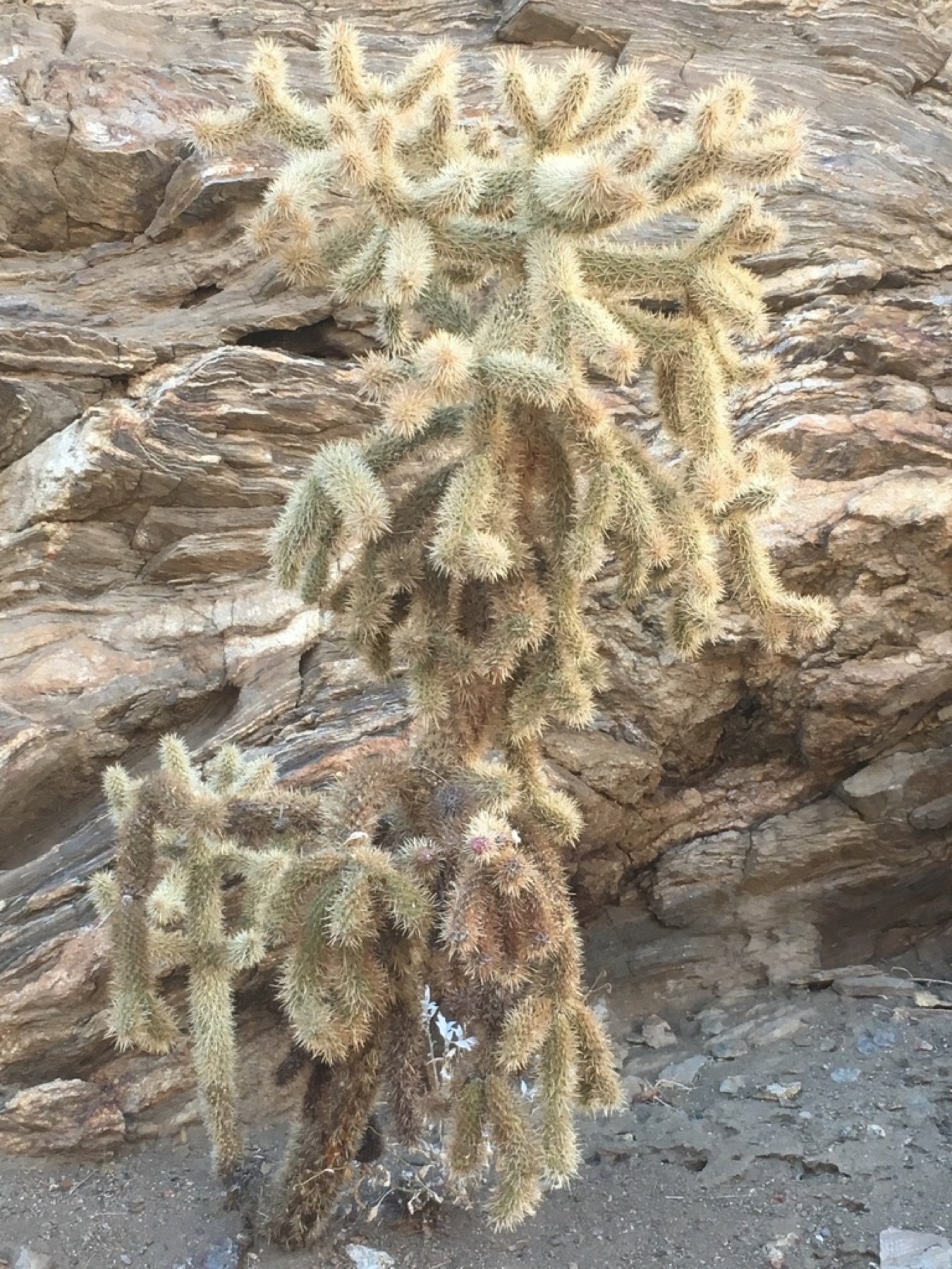 Mason Valley Cholla — photo 6