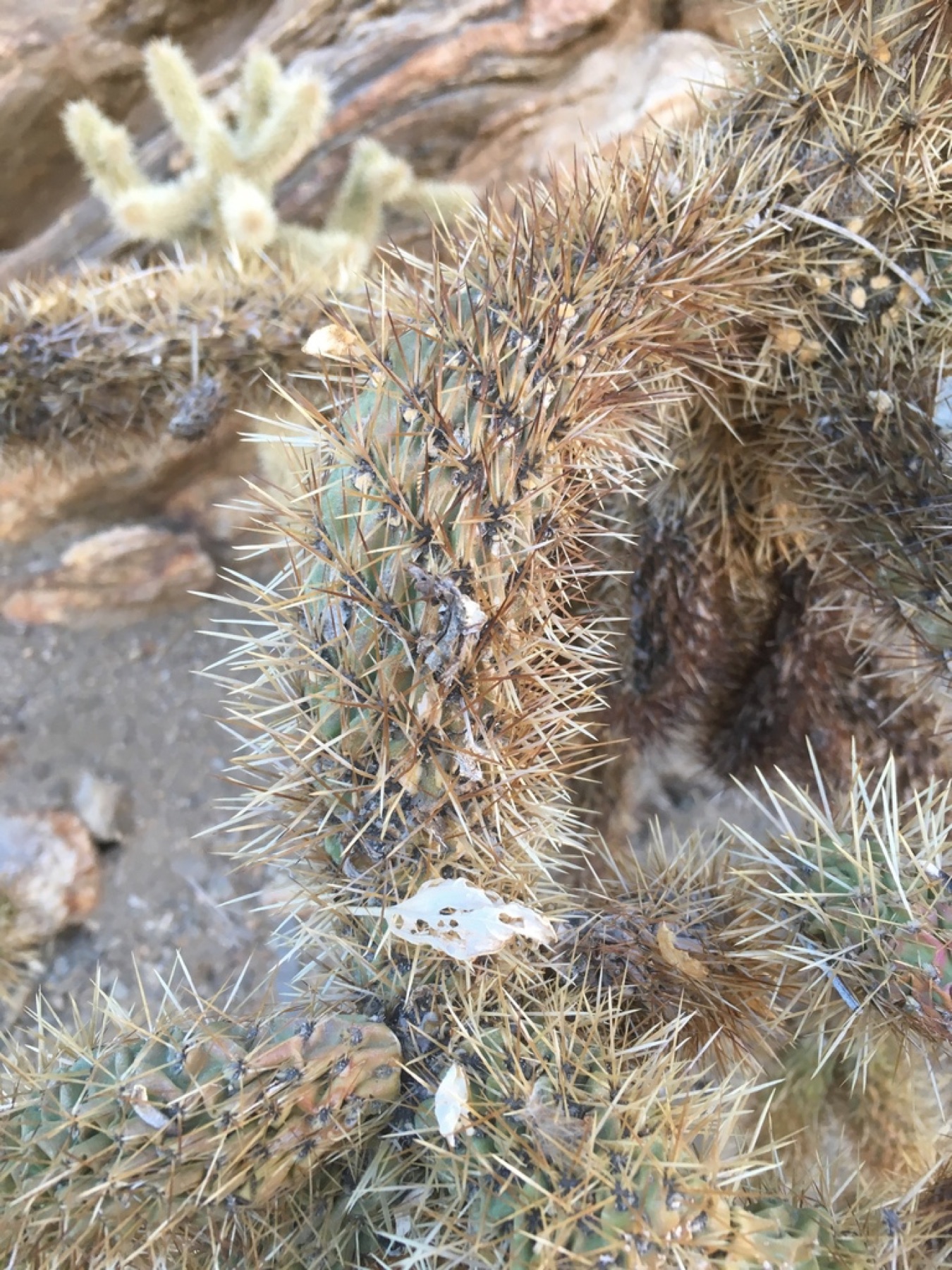 Mason Valley Cholla — photo 7