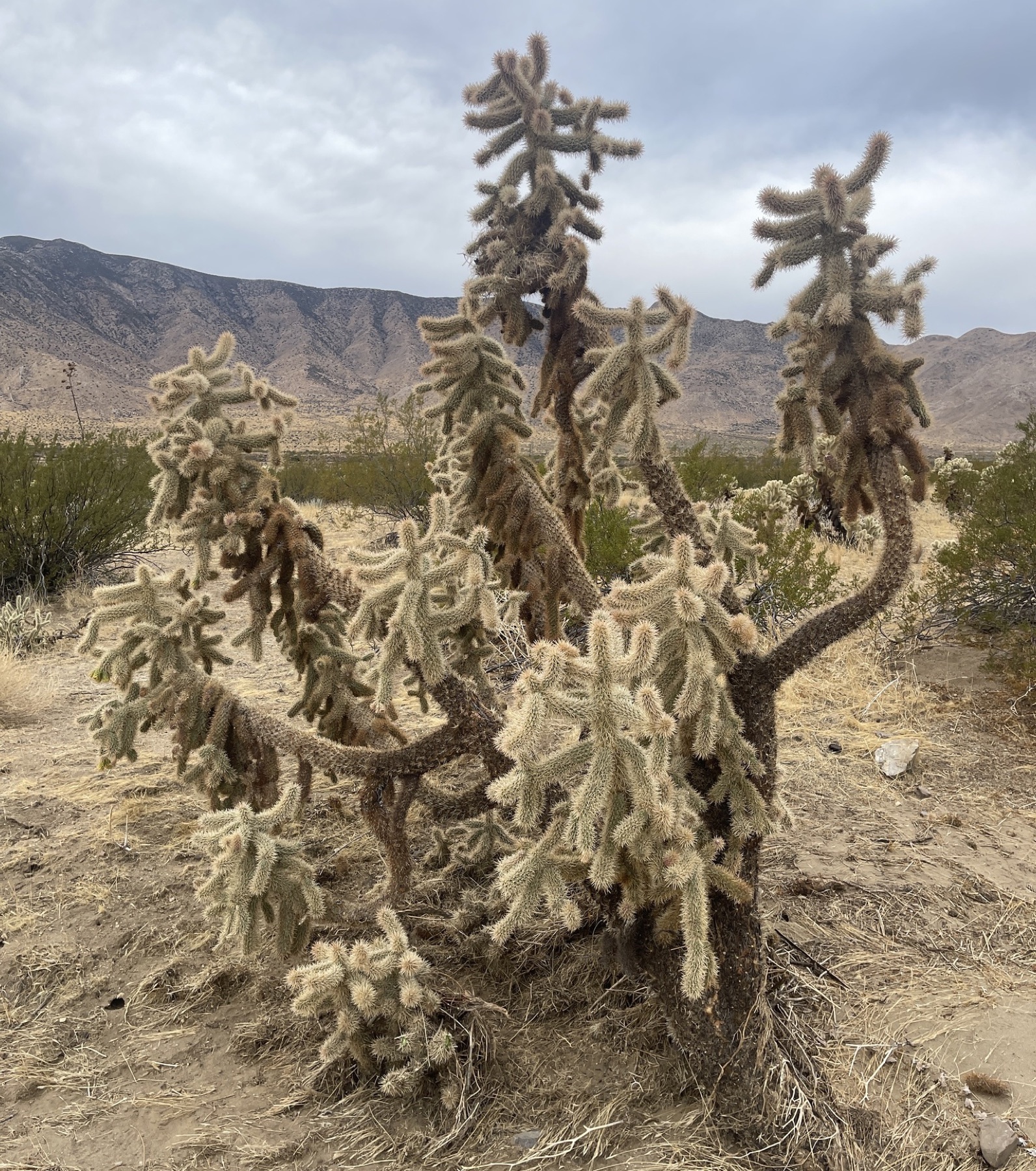 Mason Valley Cholla — photo 8