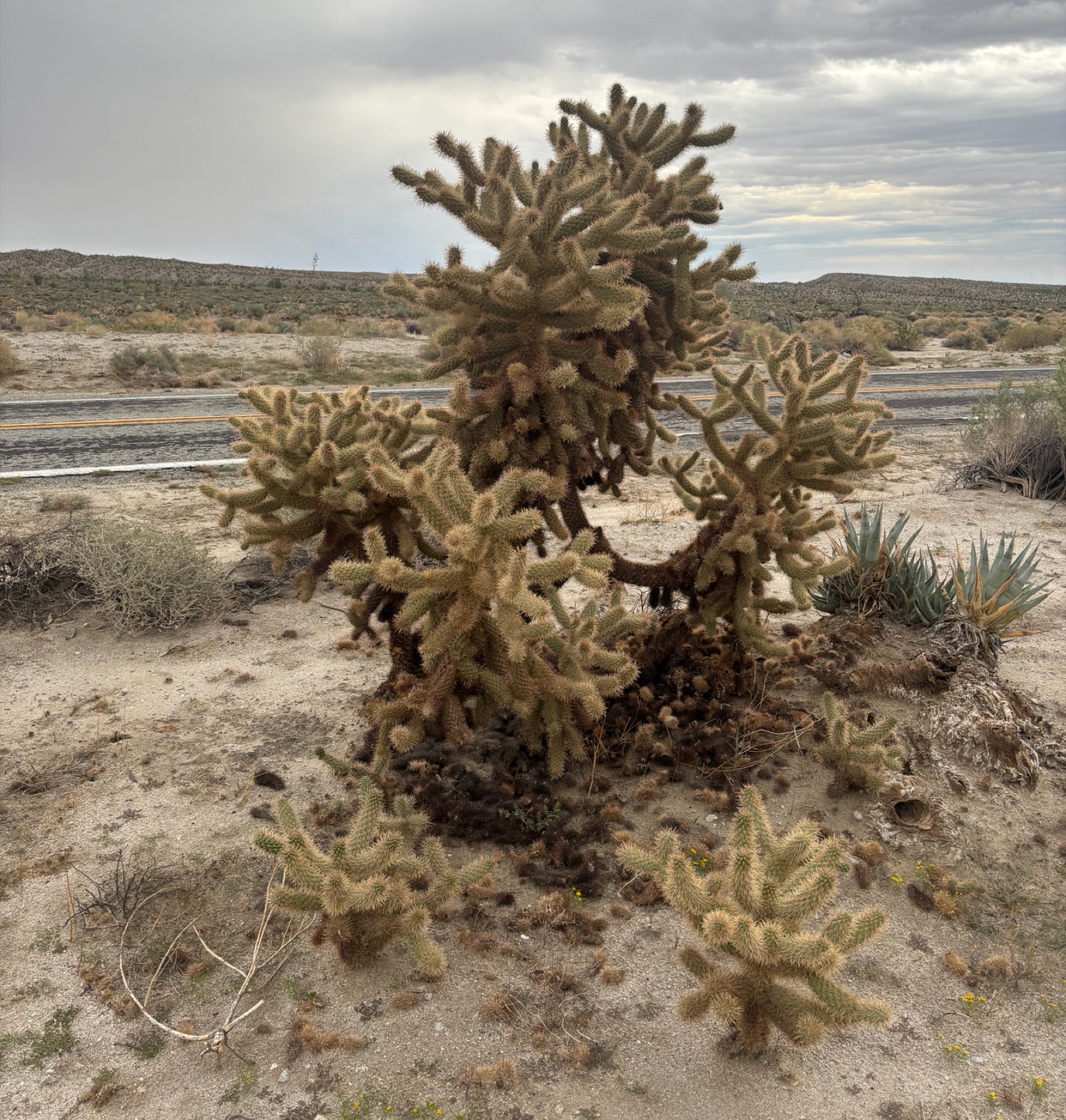 Mason Valley Cholla — photo 9