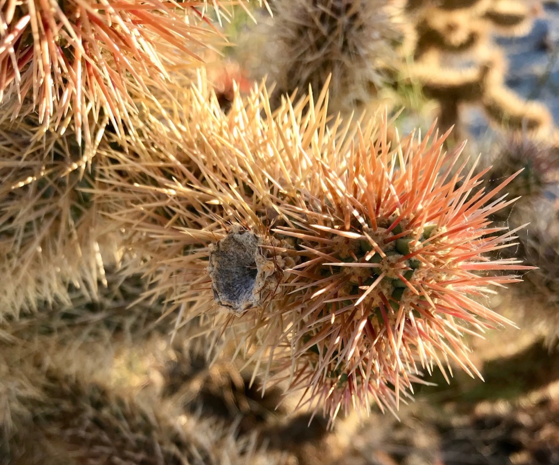 Mason Valley Cholla — photo 10