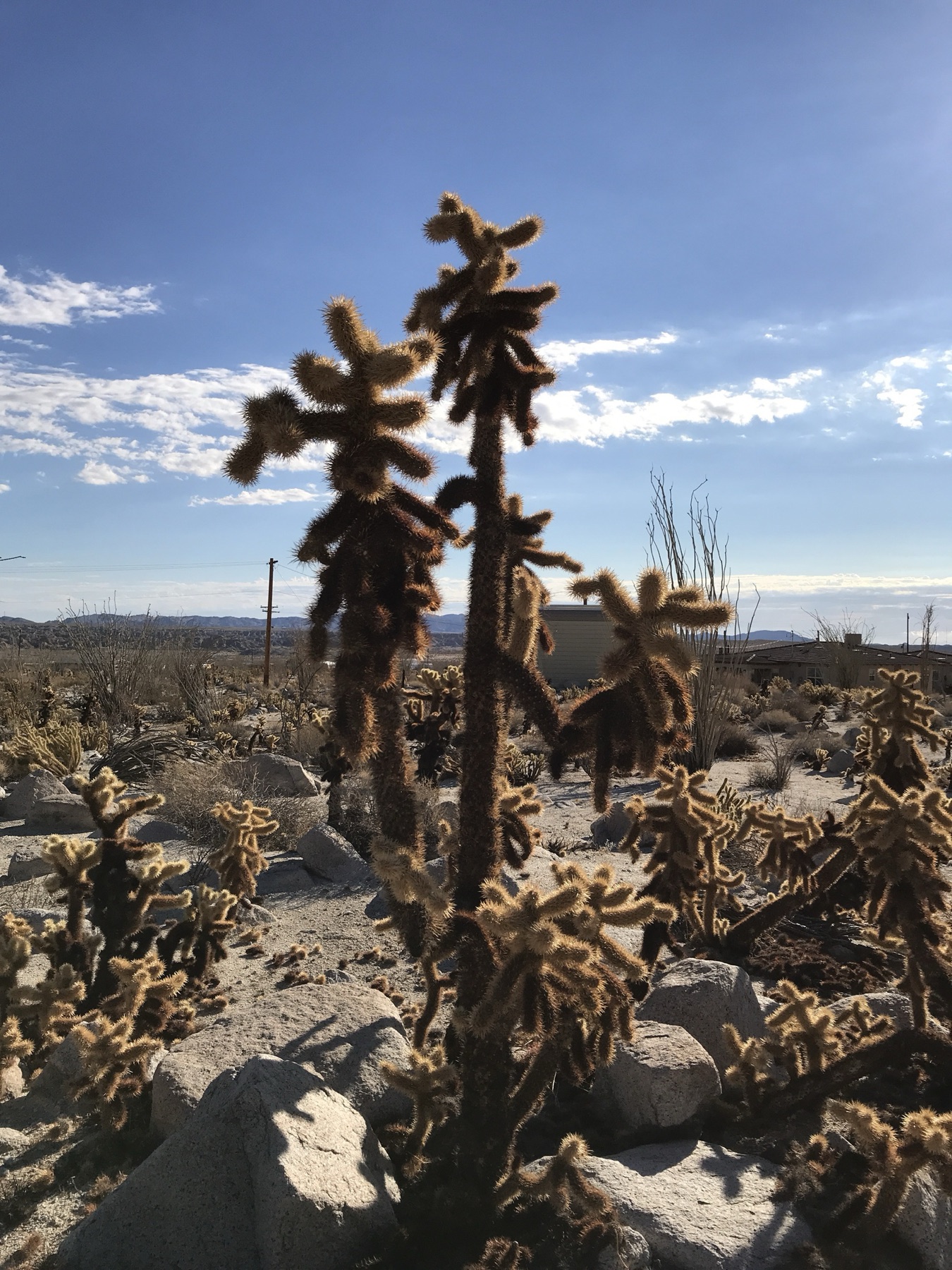 Mason Valley Cholla — photo 11