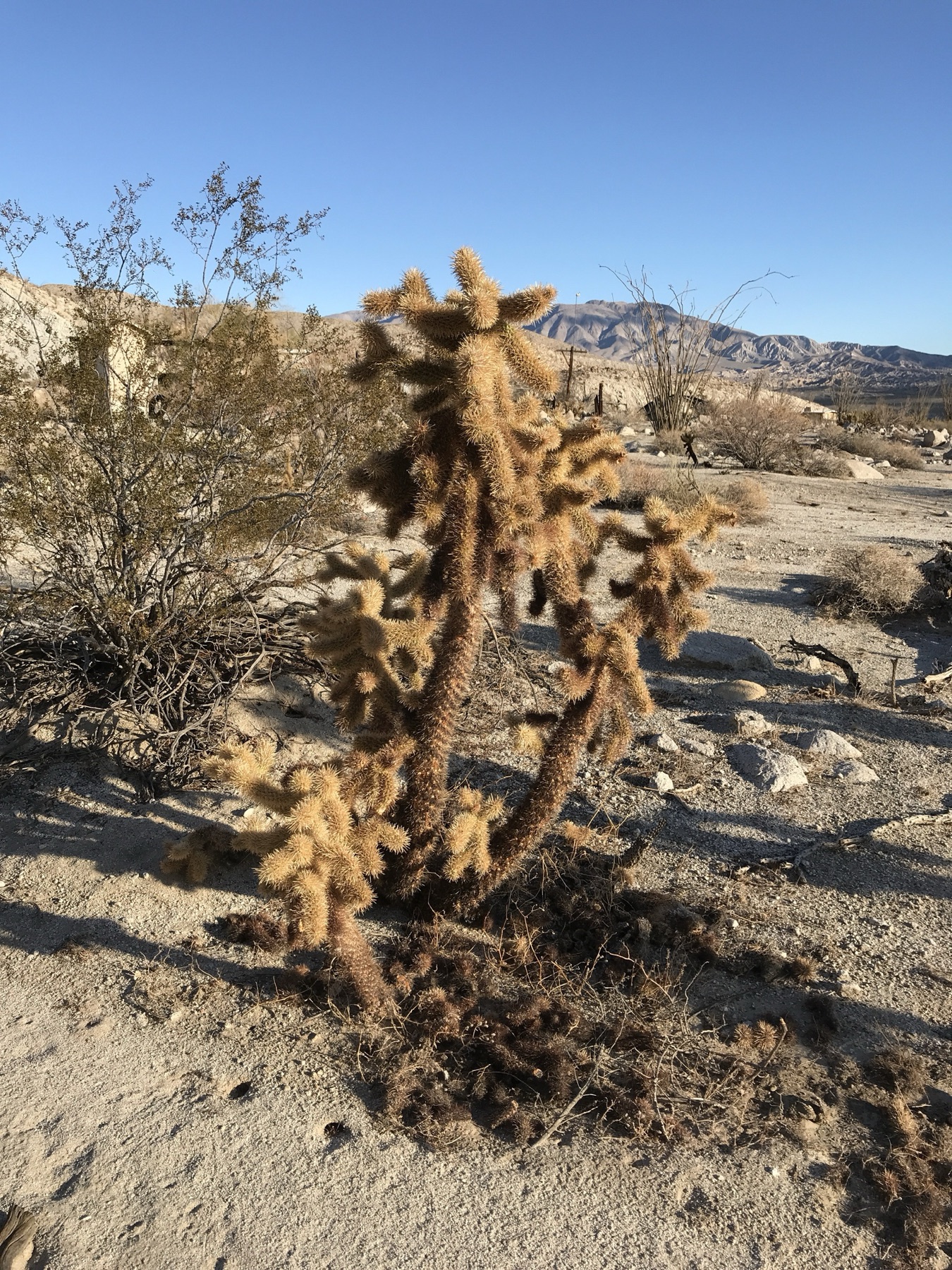 Mason Valley Cholla — photo 12