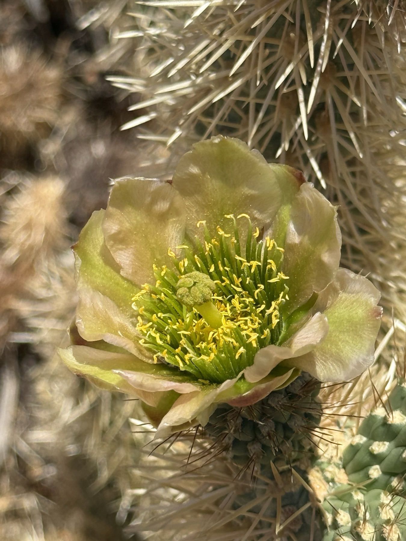 Mason Valley Cholla — photo 13