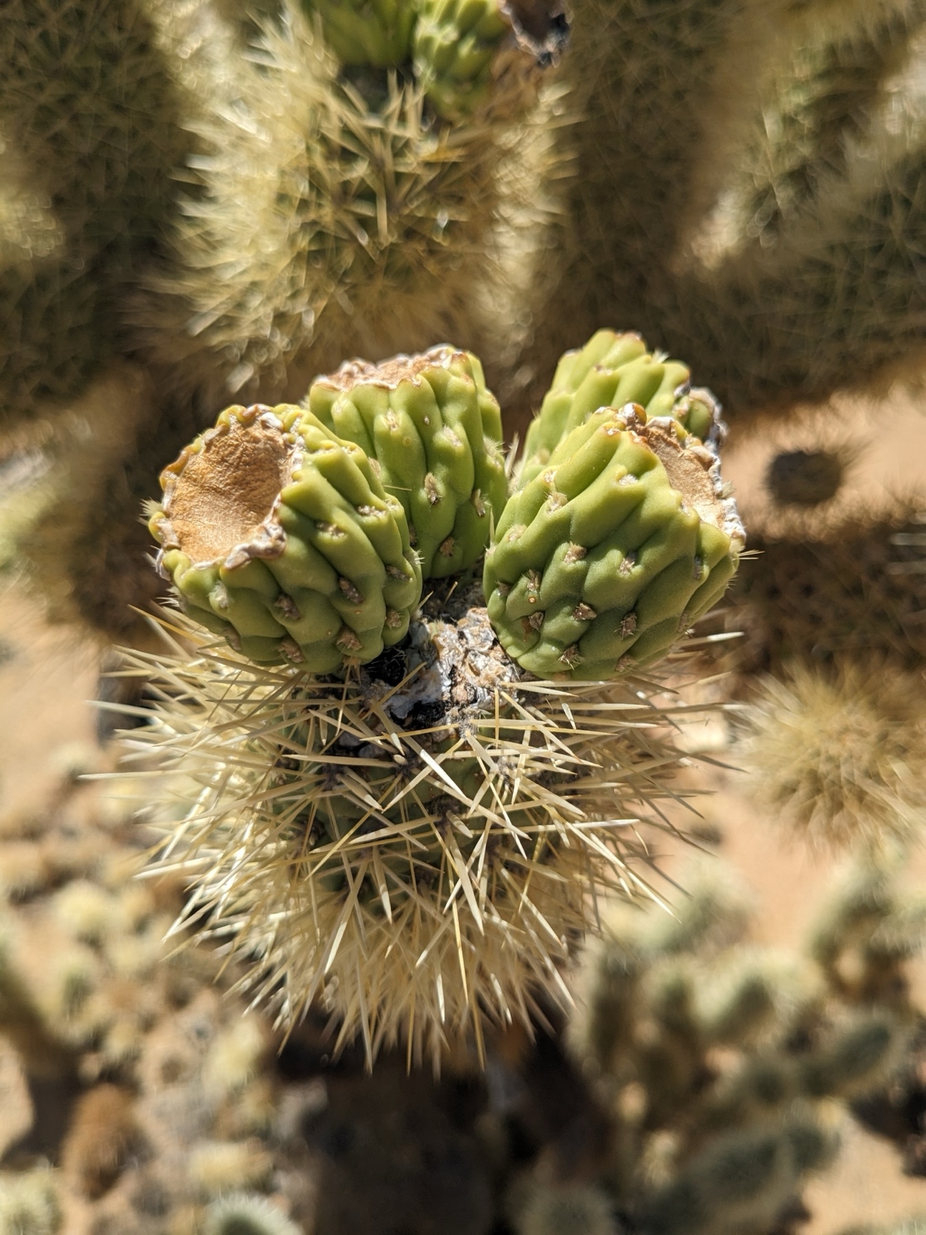 Mason Valley Cholla — photo 14
