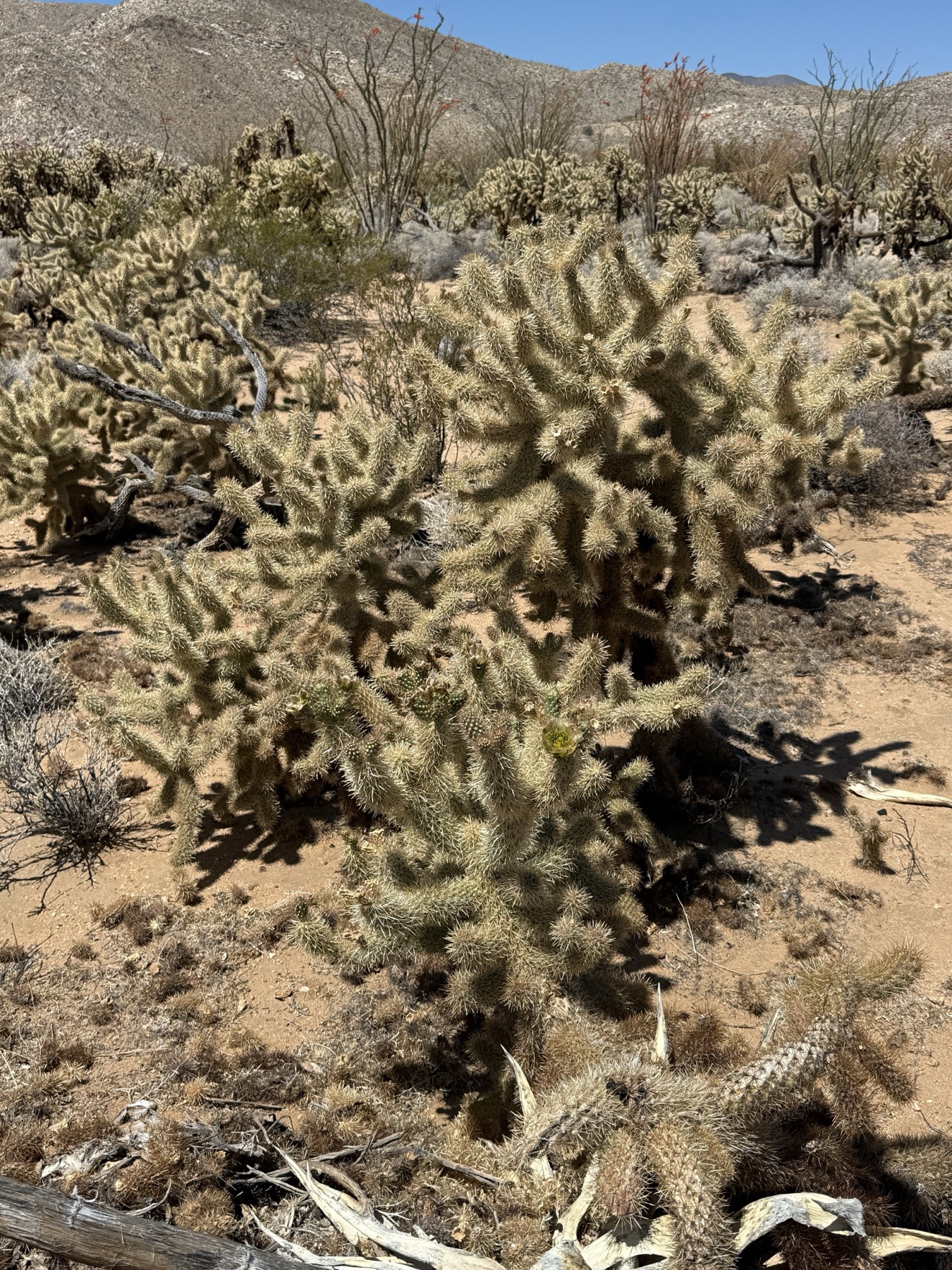 Mason Valley Cholla — photo 15