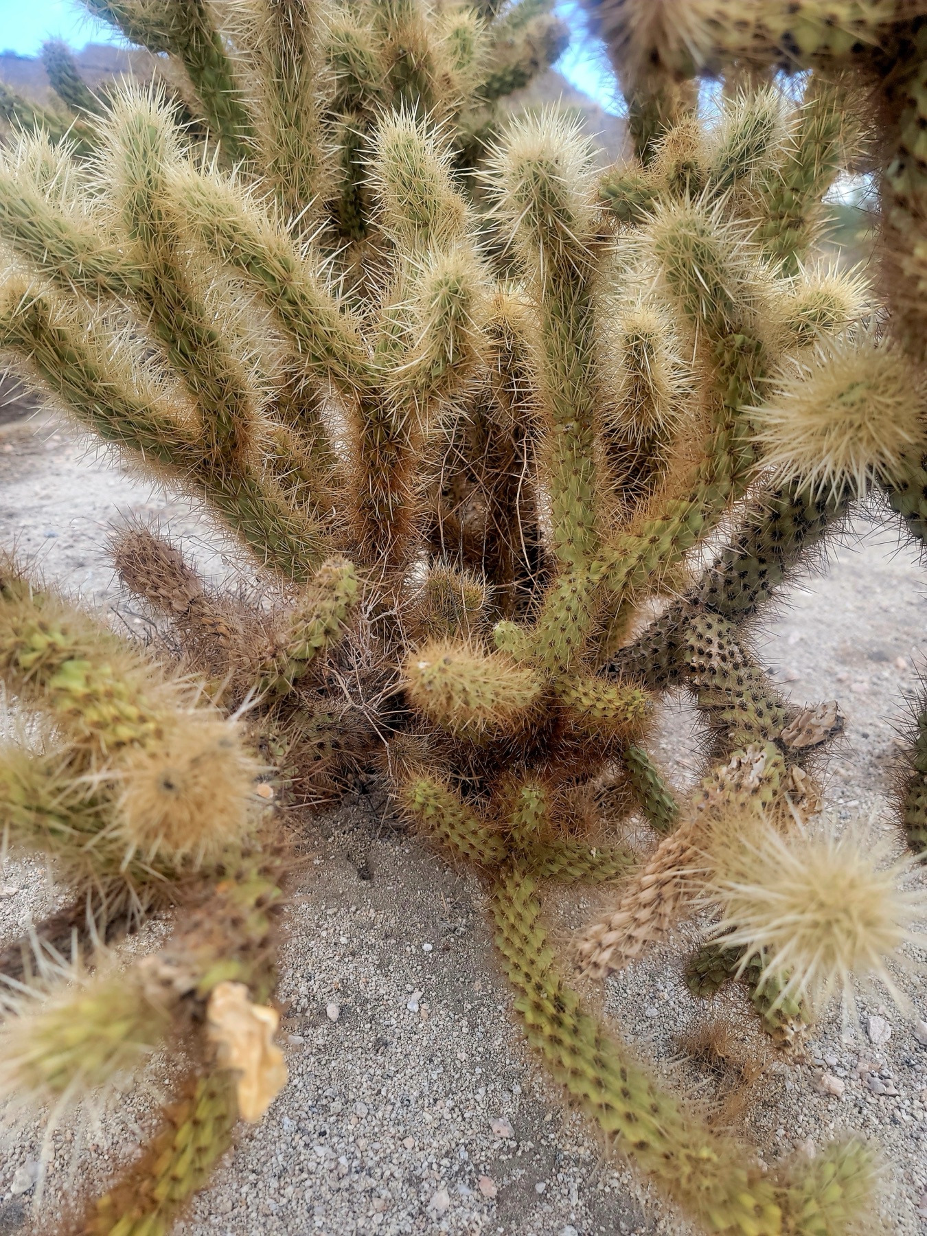 Mason Valley Cholla — photo 16
