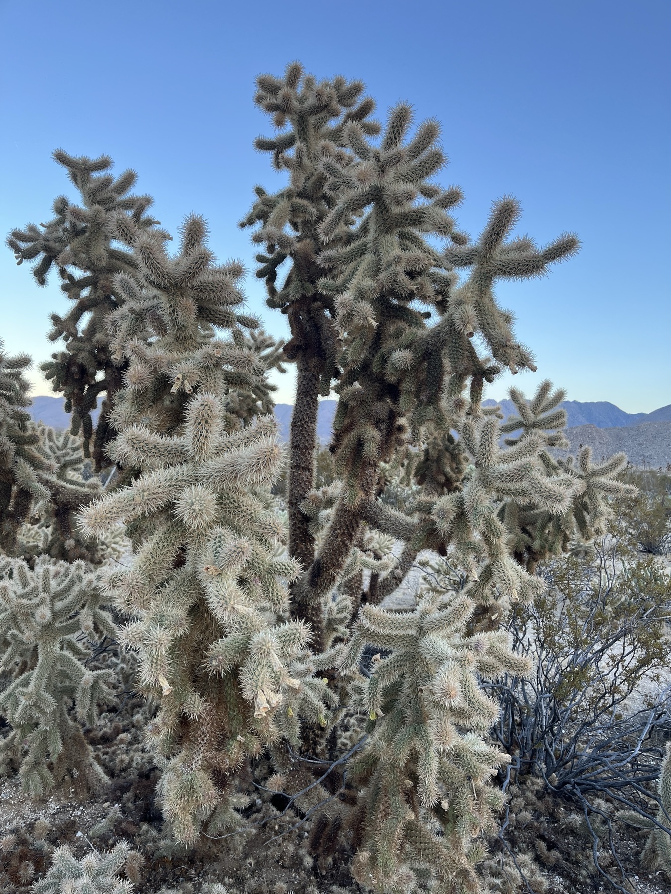 Mason Valley Cholla — photo 17