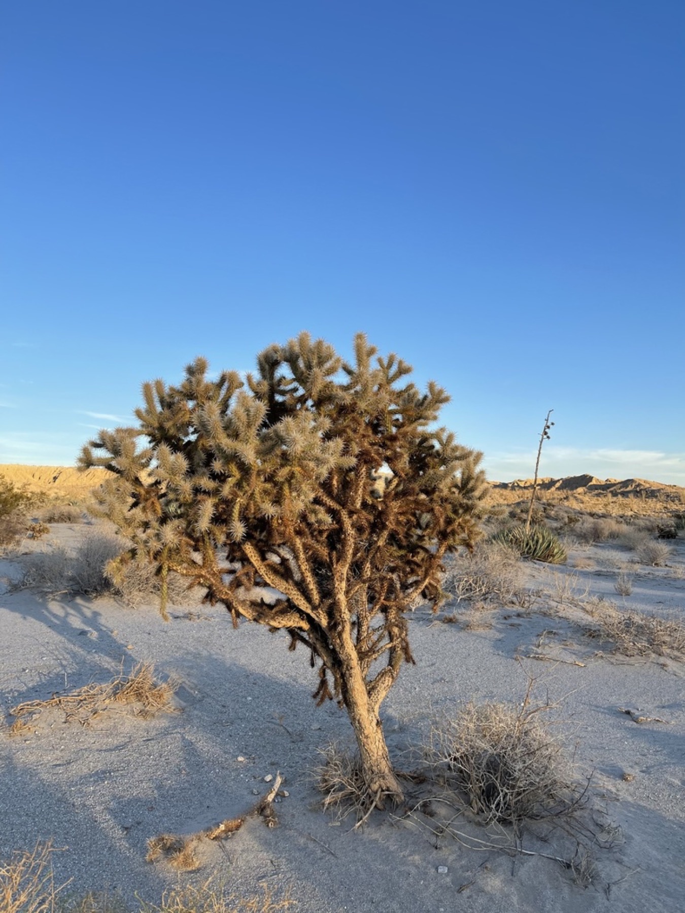 Mason Valley Cholla — photo 18
