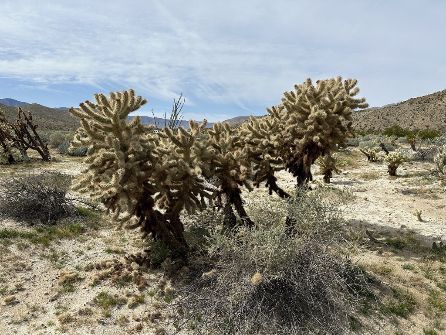 Mason Valley Cholla — photo 19