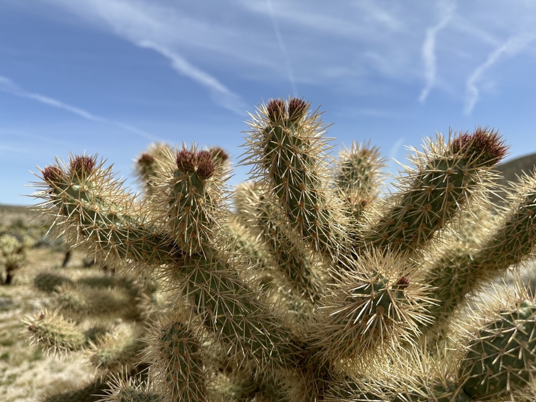 Mason Valley Cholla — photo 20