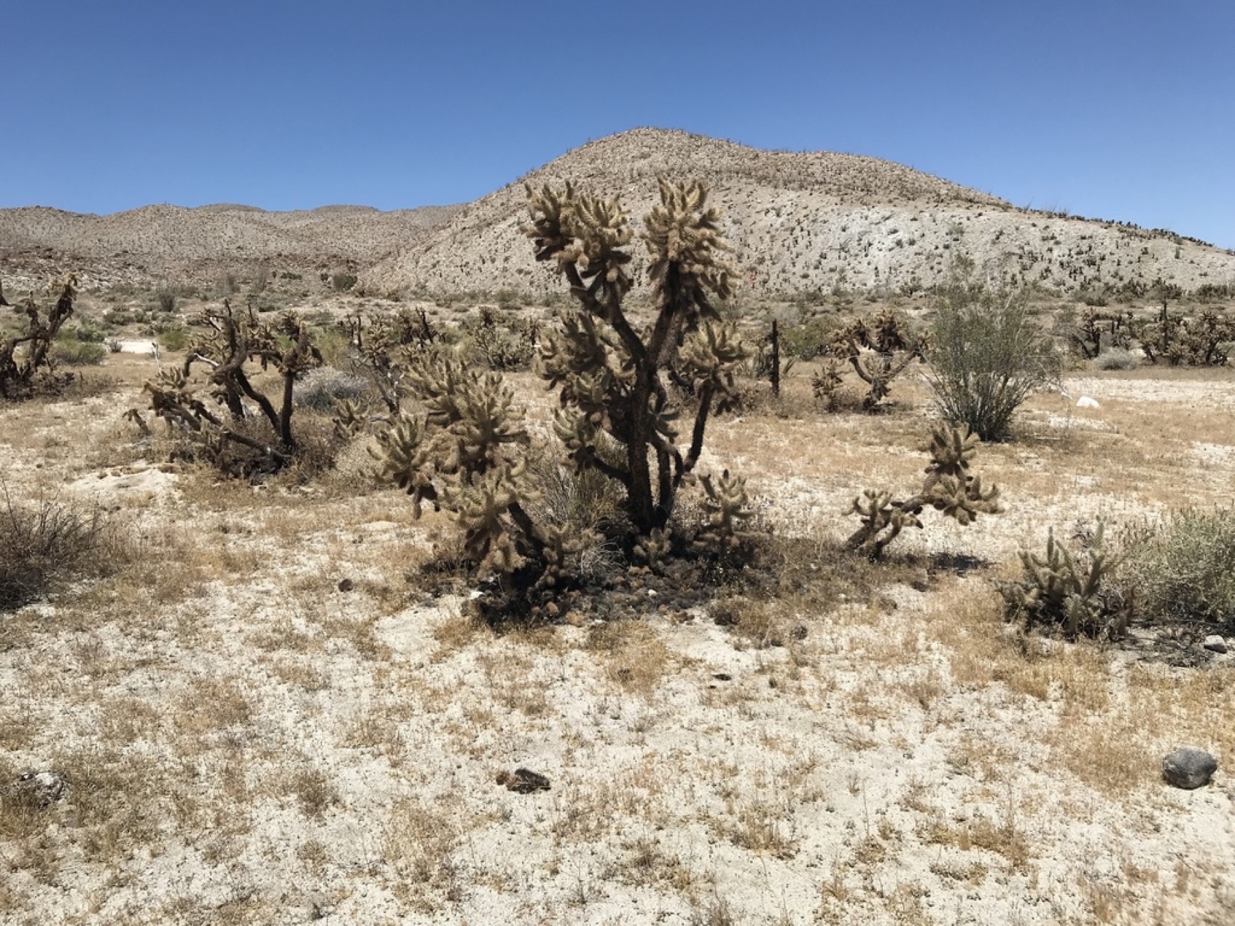 Mason Valley Cholla — photo 21