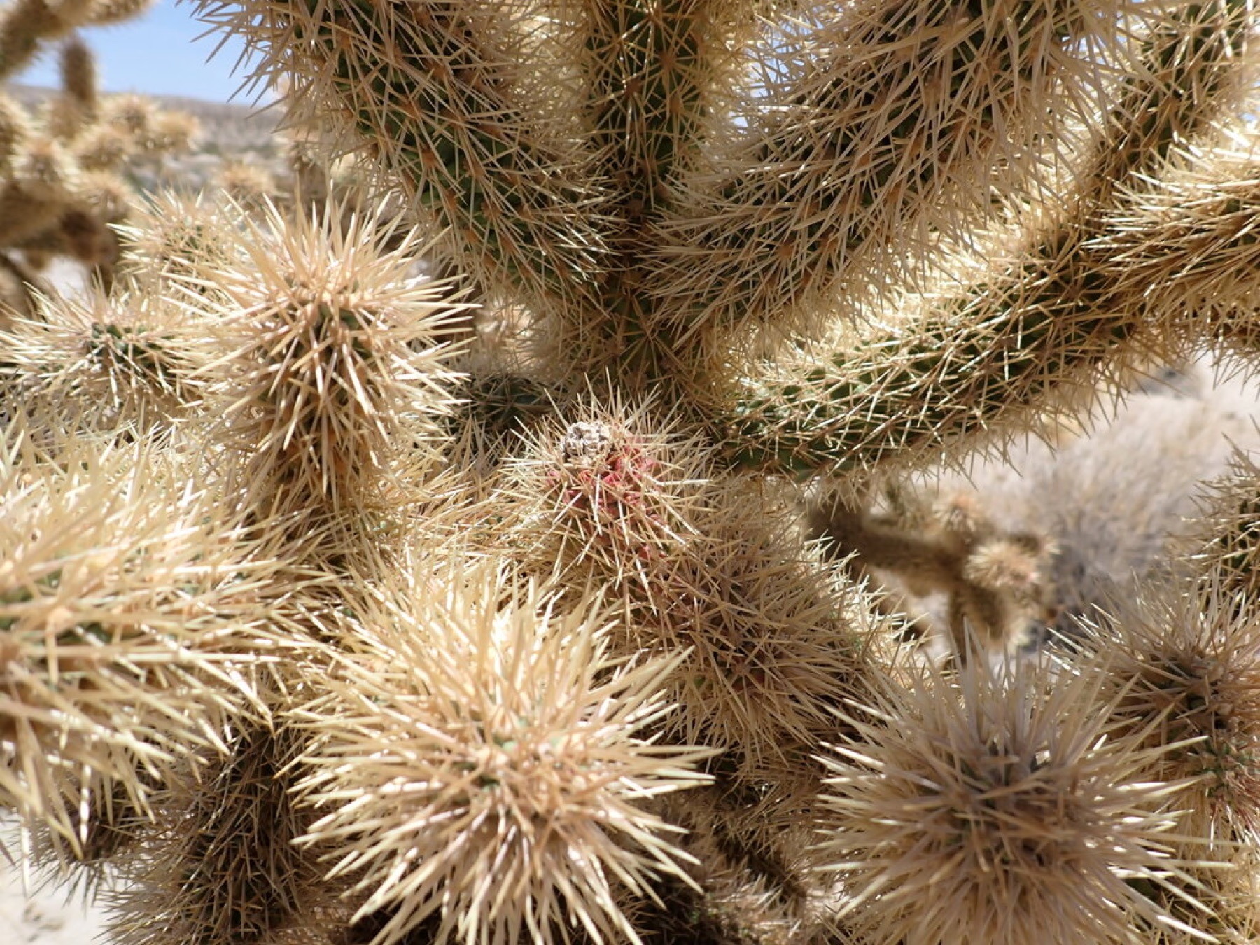 Mason Valley Cholla — photo 22