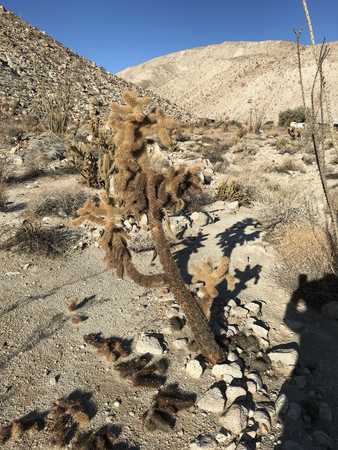 Mason Valley Cholla — photo 23