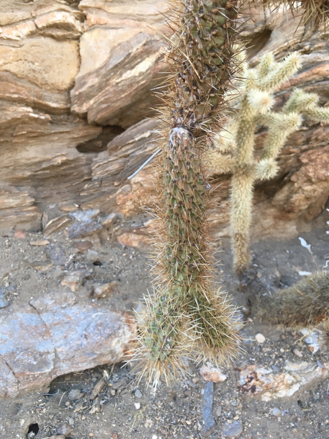 Mason Valley Cholla — photo 24