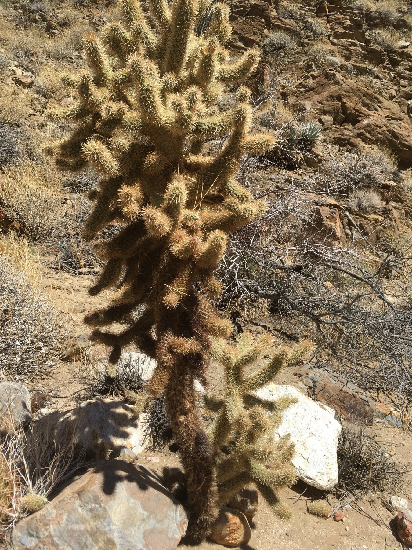 Mason Valley Cholla — photo 1