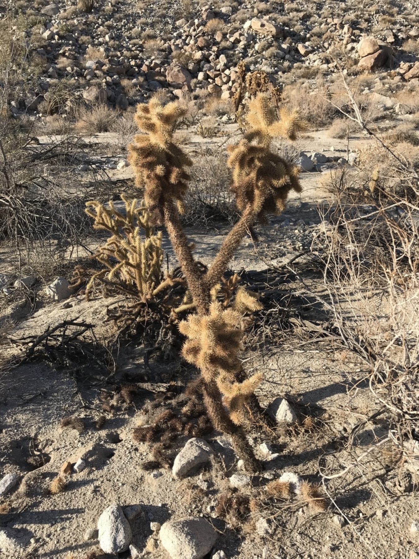 Mason Valley Cholla — photo 2