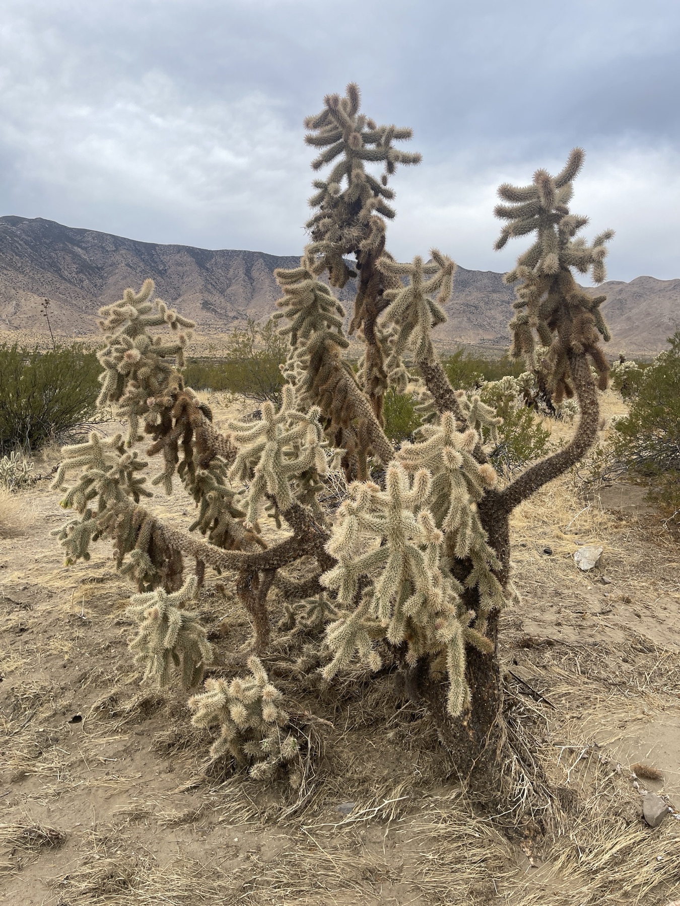 Mason Valley Cholla — photo 3