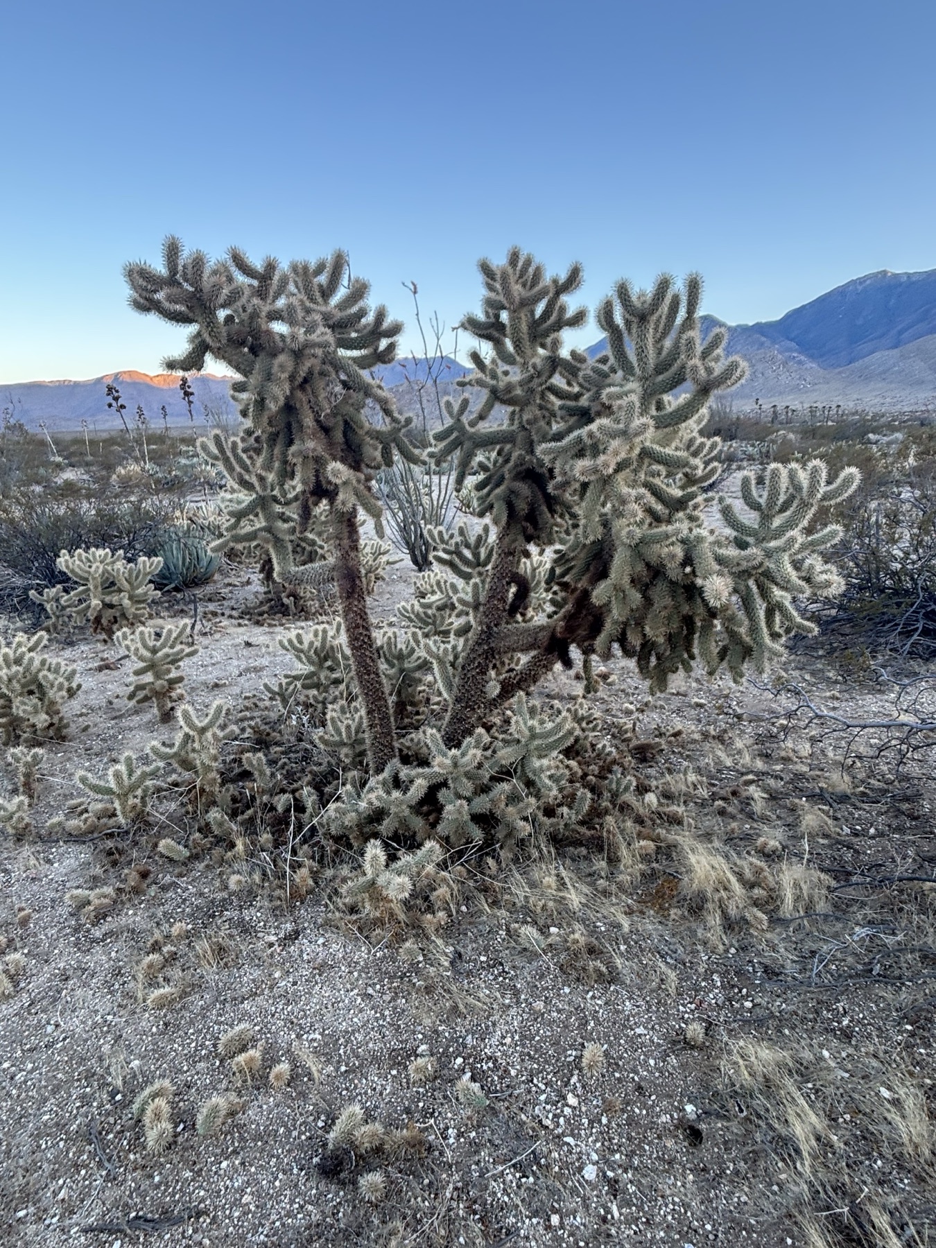 Mason Valley Cholla — photo 4