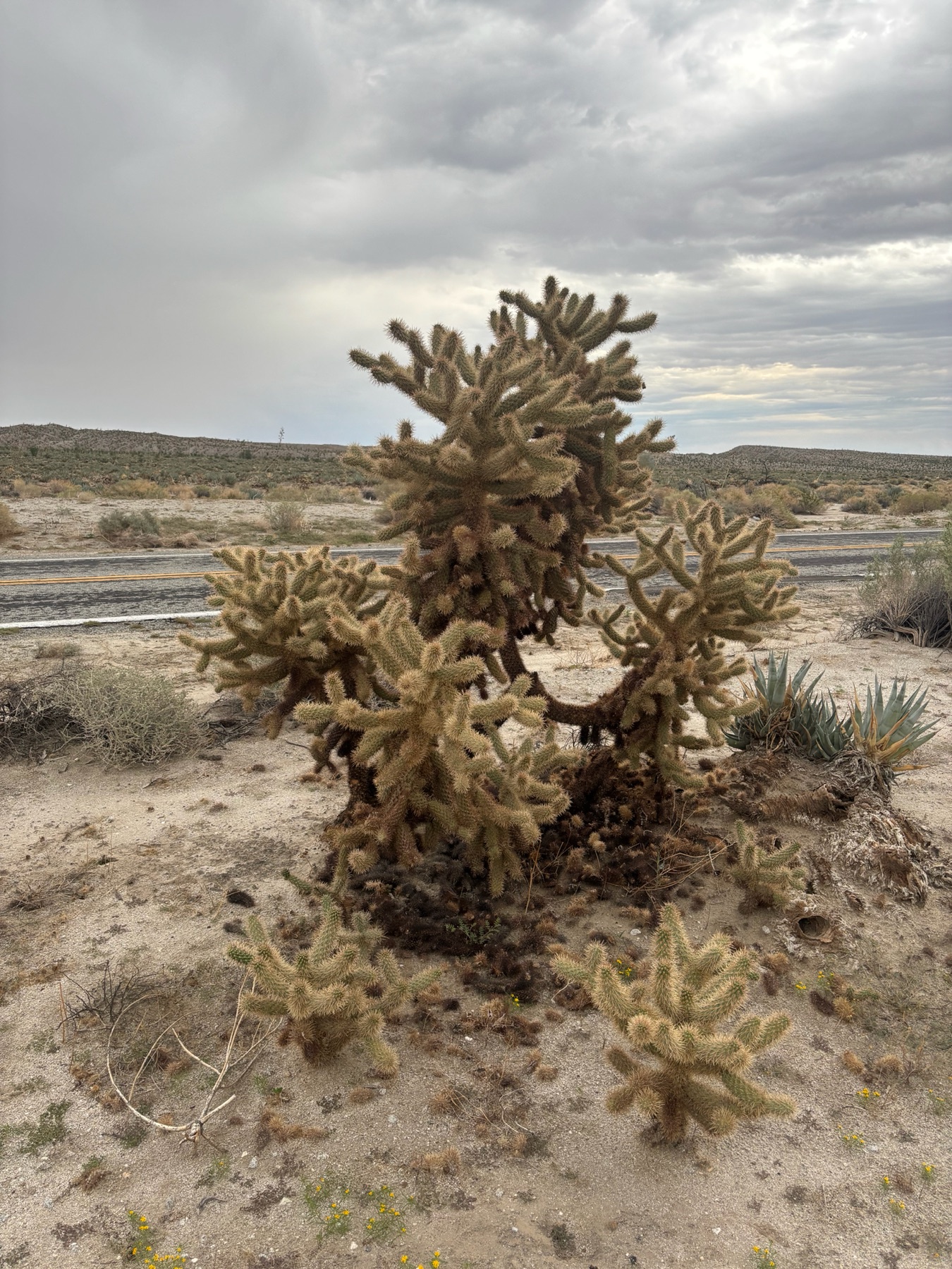 Mason Valley Cholla — photo 5