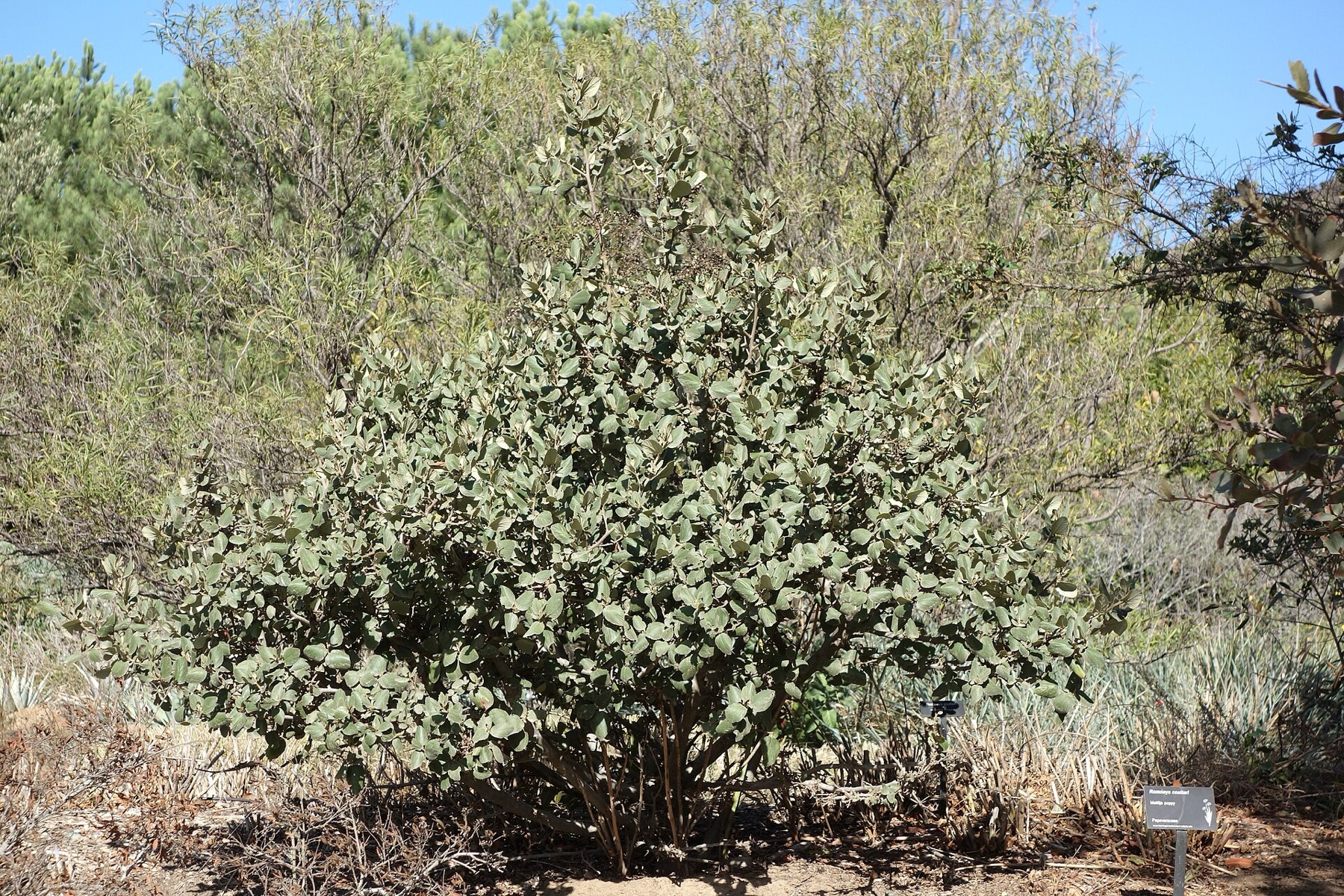 Matilija Poppy — photo 6
