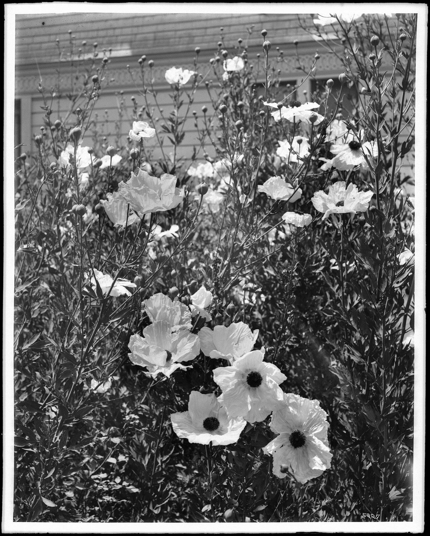Matilija Poppy — photo 7