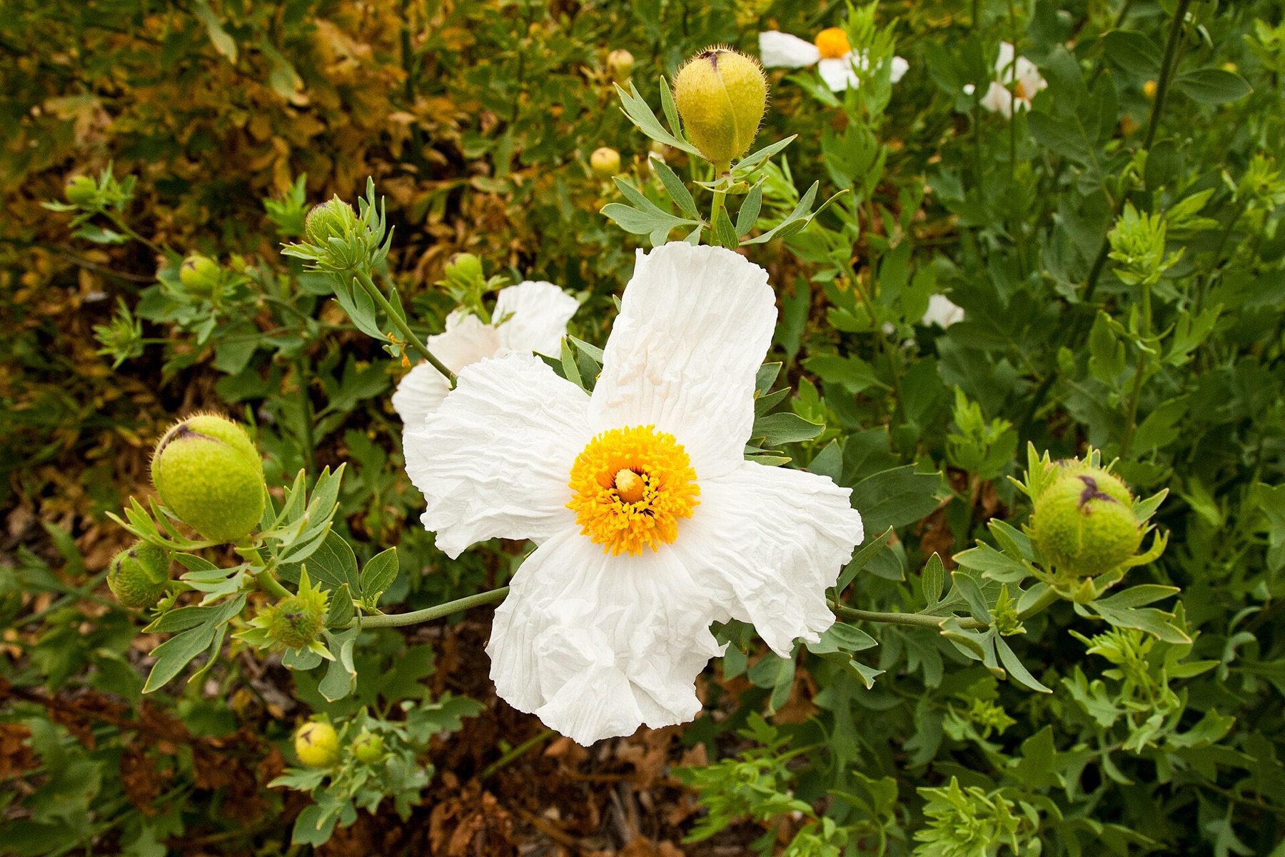 Matilija Poppy — photo 8