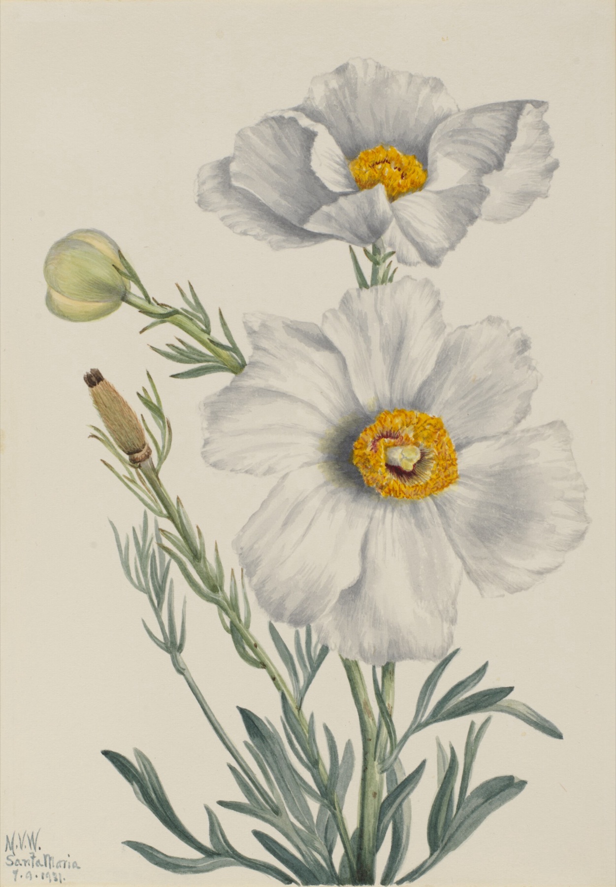 Matilija Poppy — photo 9