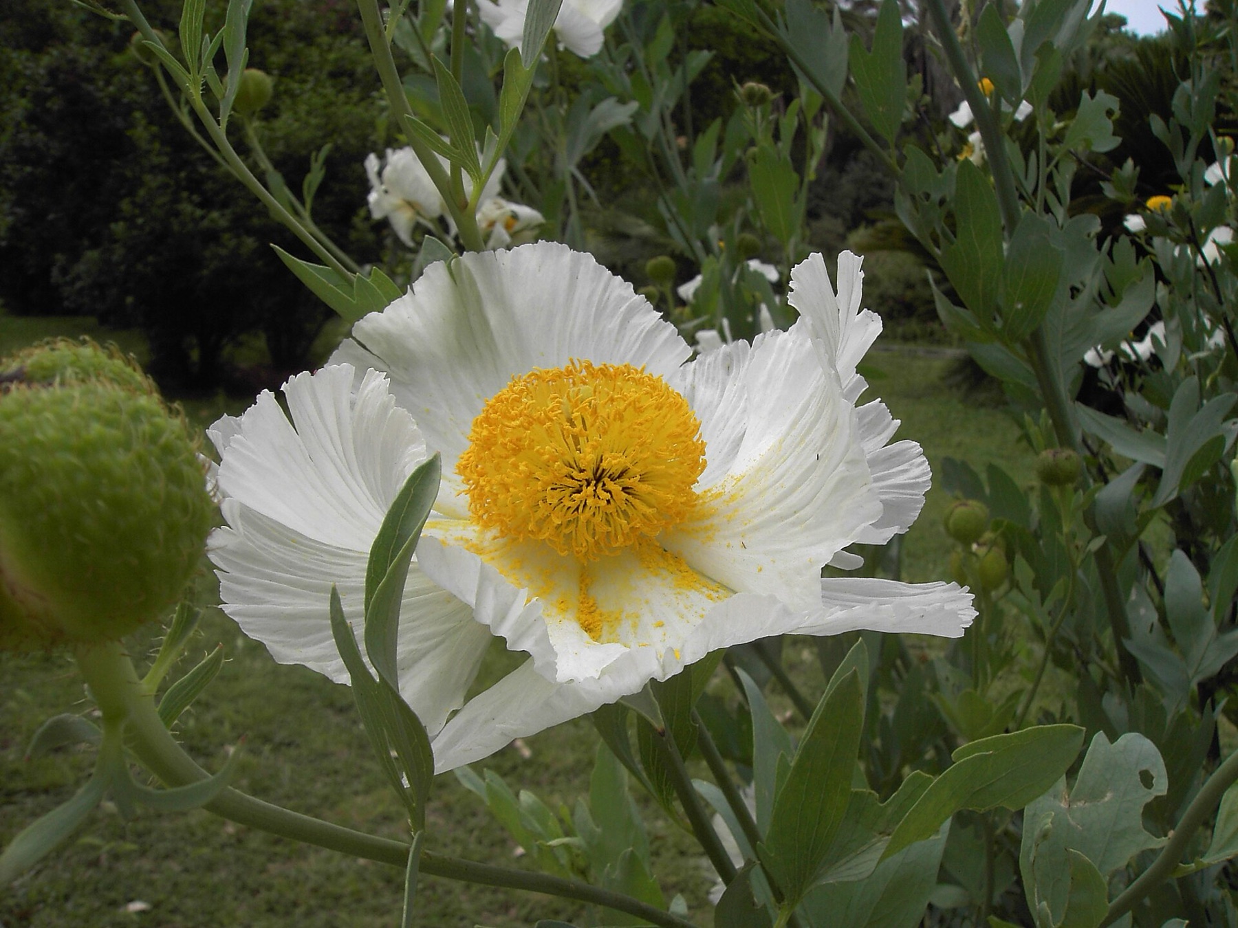 Matilija Poppy — photo 10