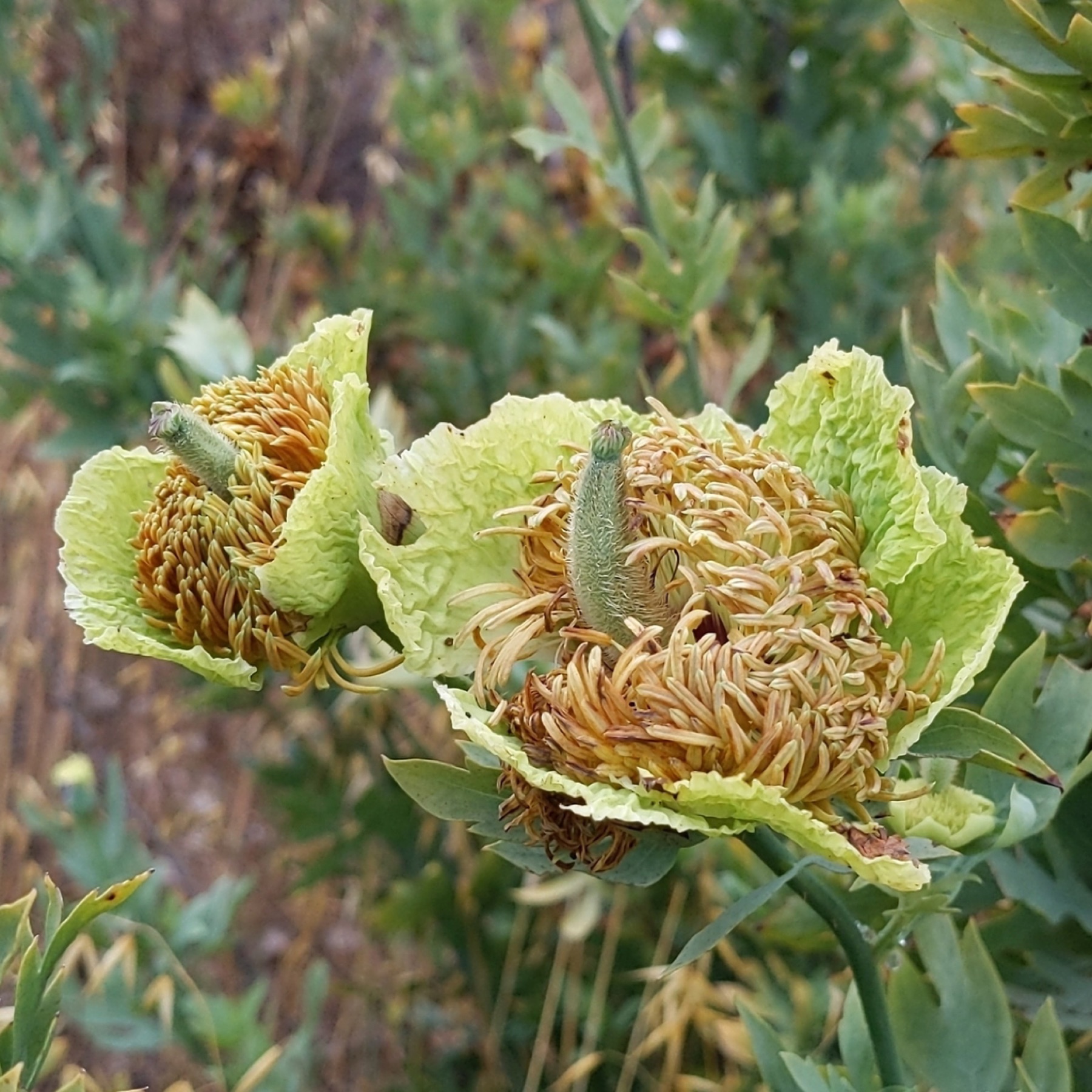 Matilija Poppy — photo 11