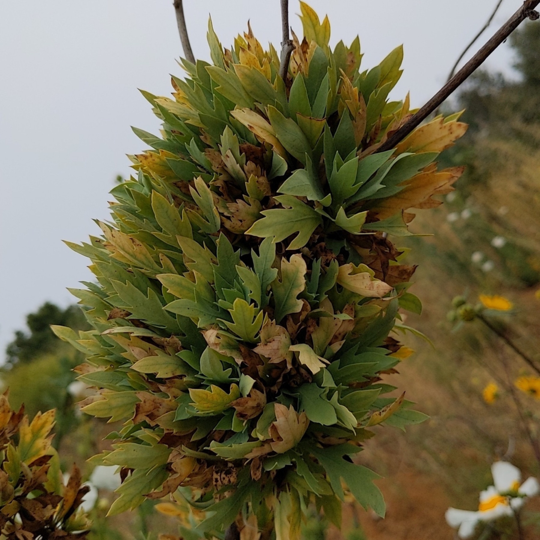 Matilija Poppy — photo 12