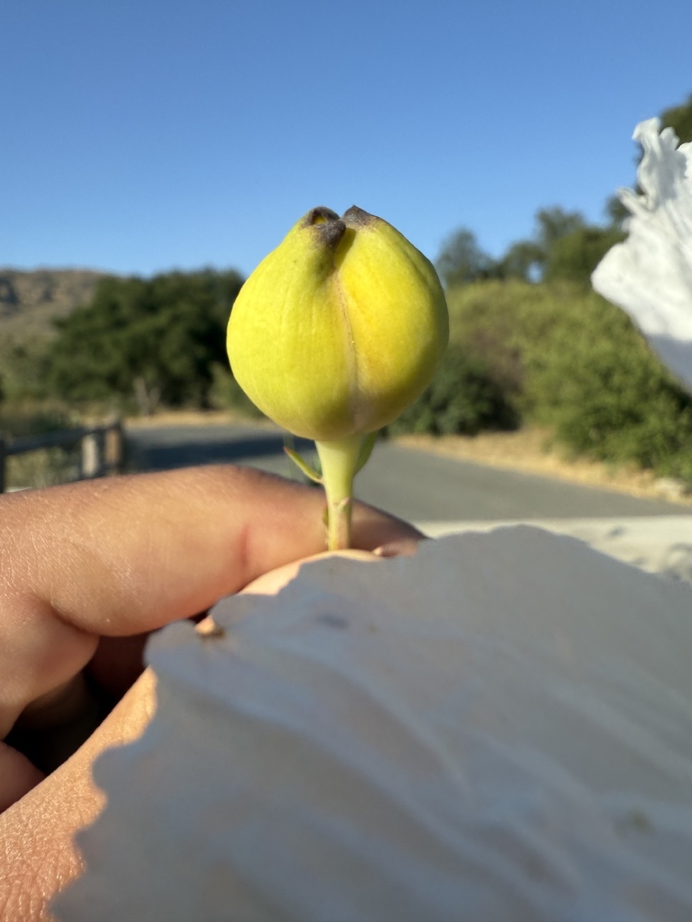 Matilija Poppy — photo 13