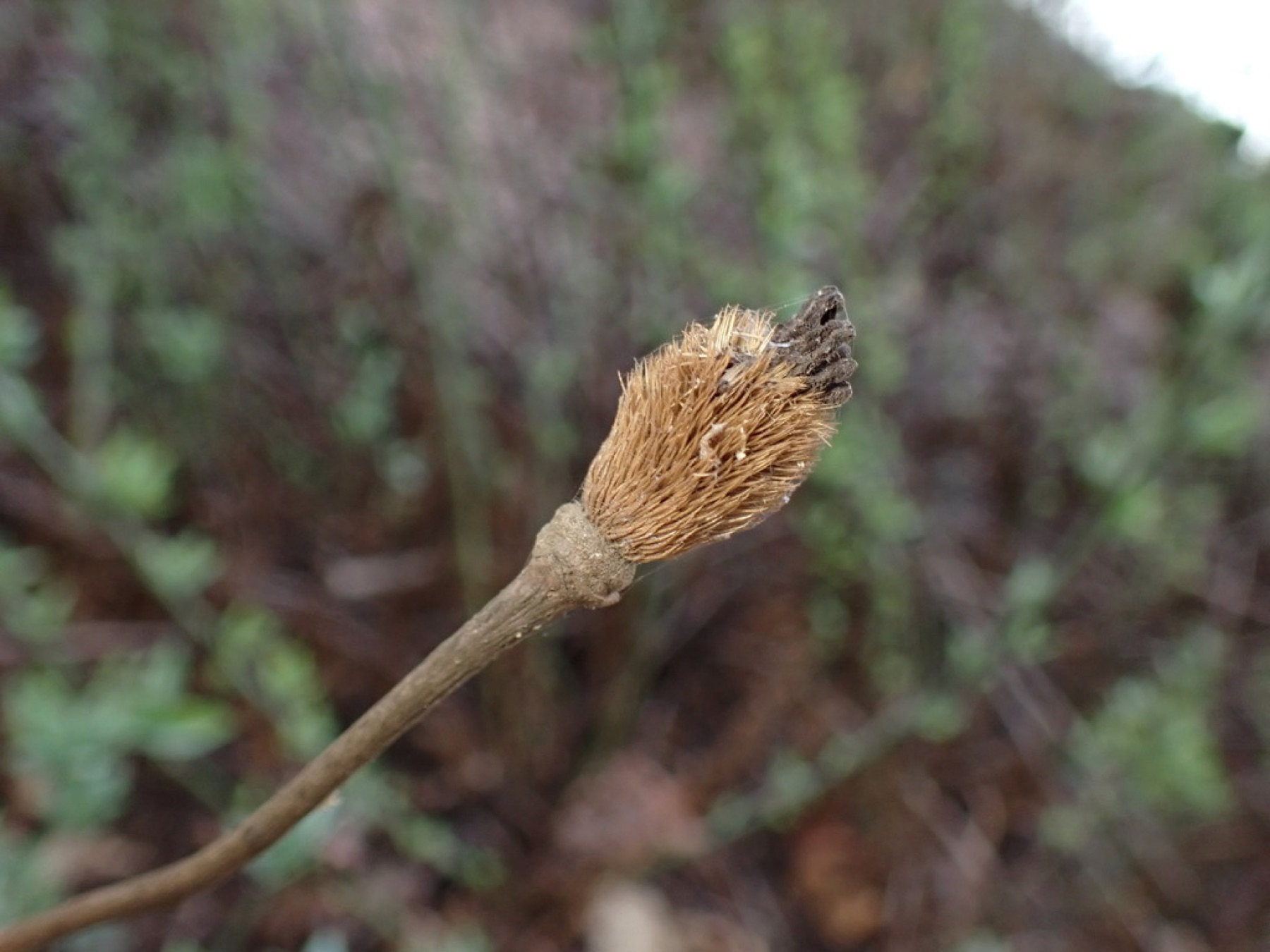 Matilija Poppy — photo 14