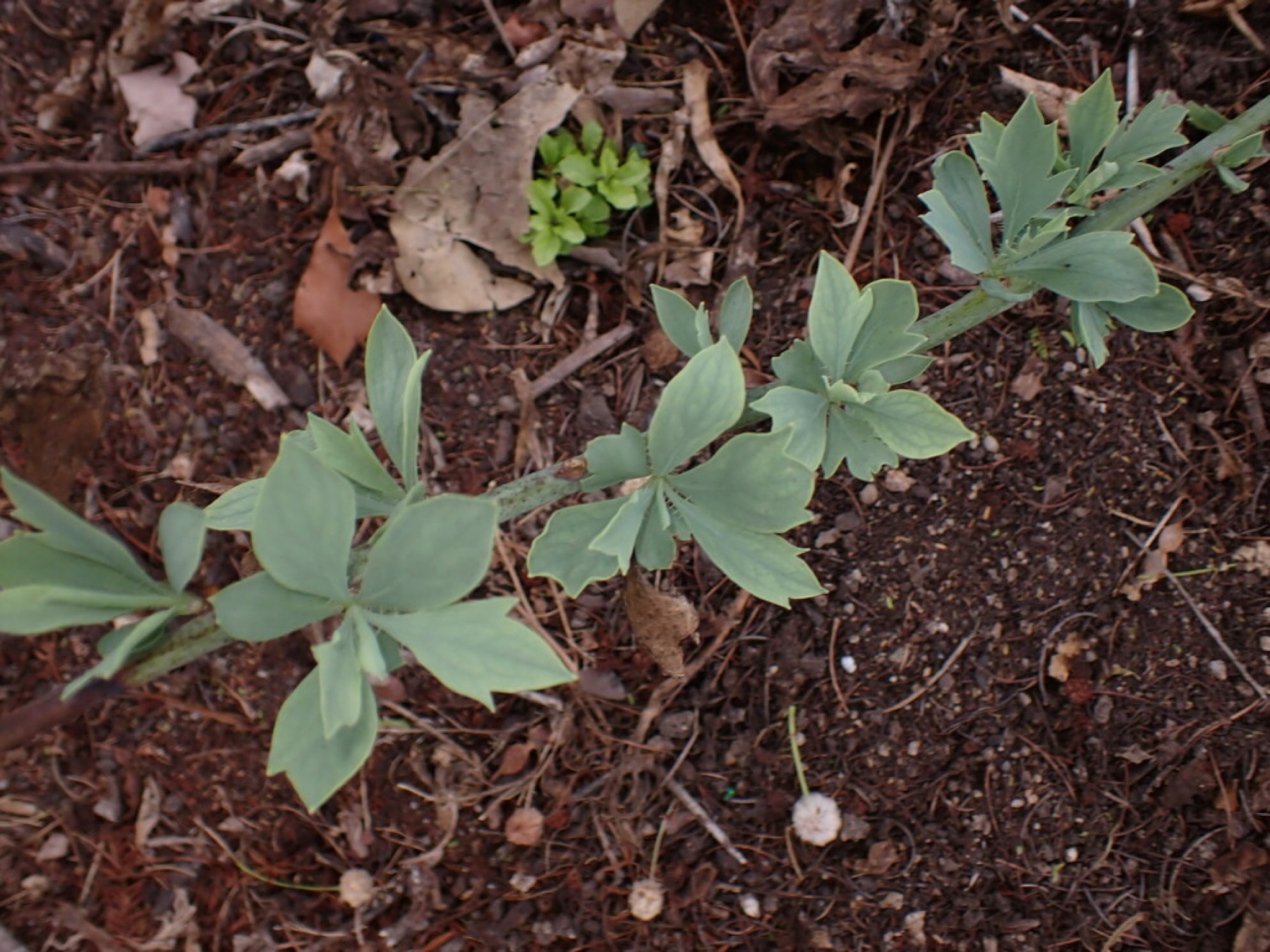 Matilija Poppy — photo 15
