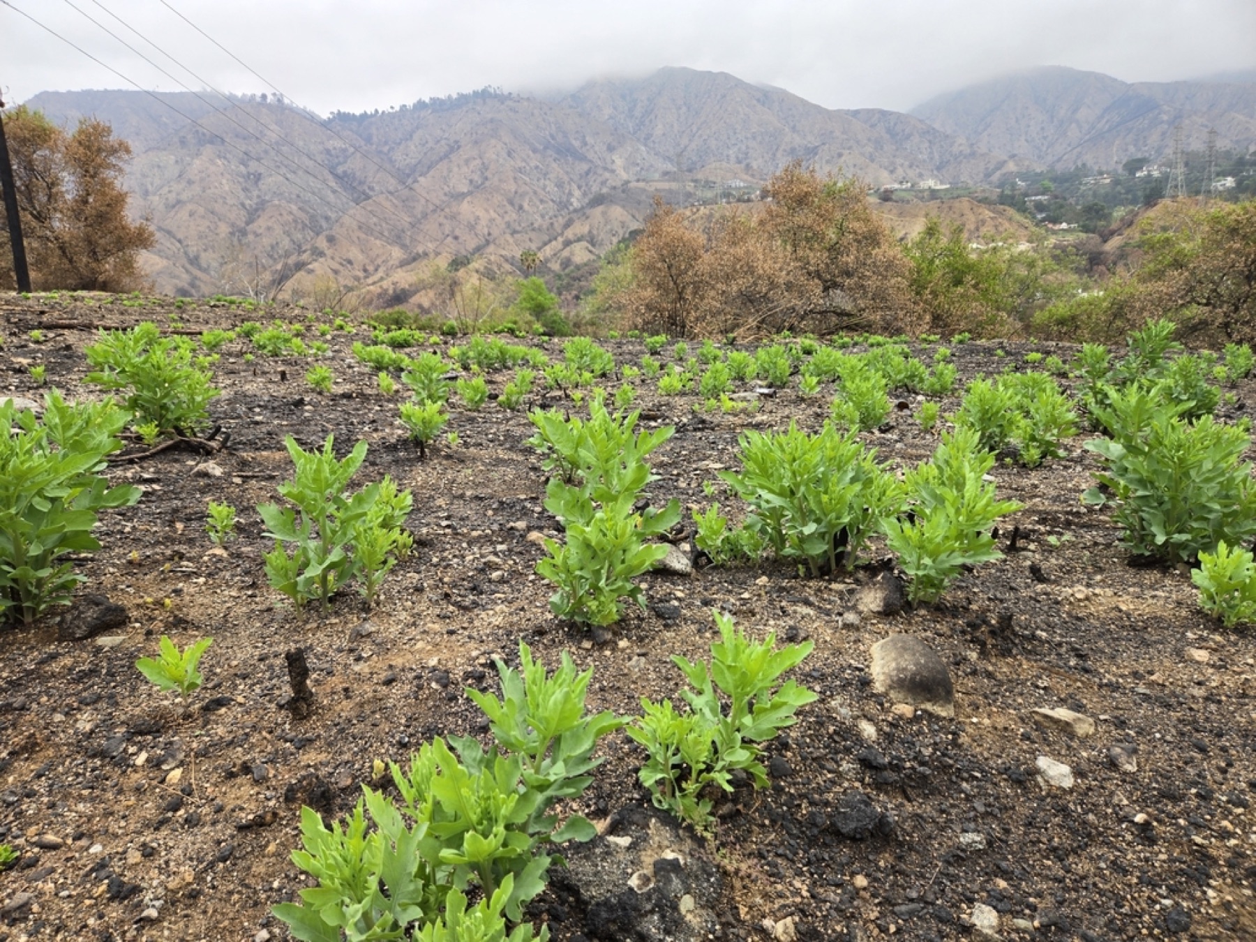 Matilija Poppy — photo 17