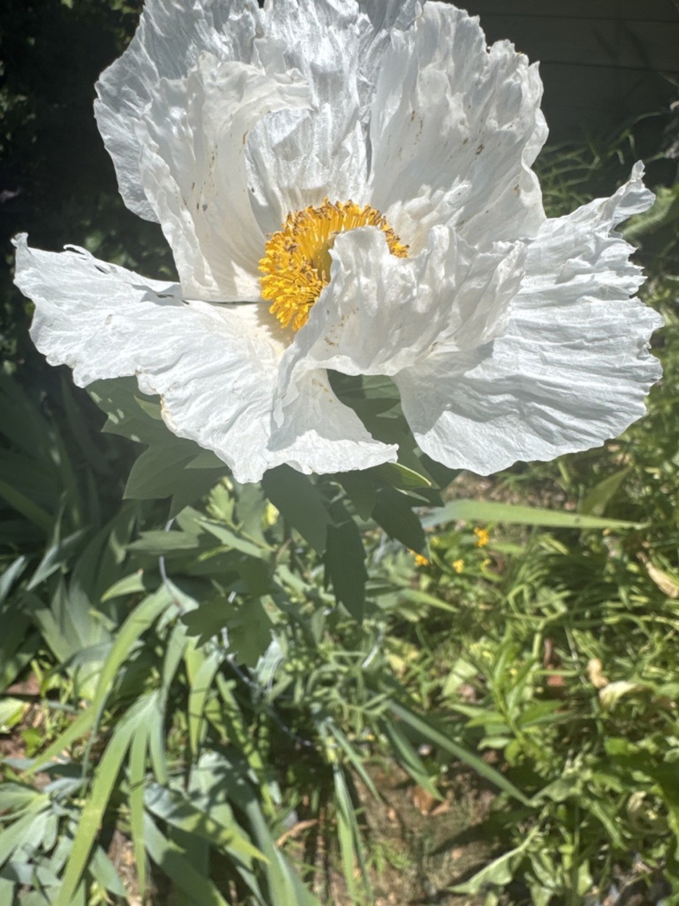 Matilija Poppy — photo 18