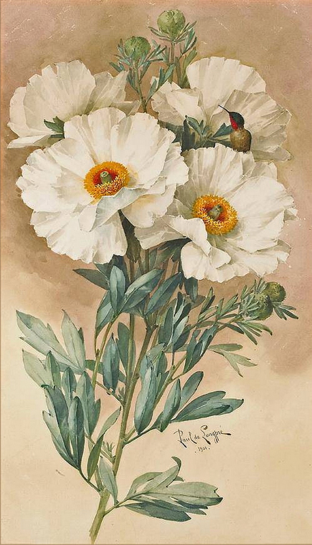Matilija Poppy — photo 19