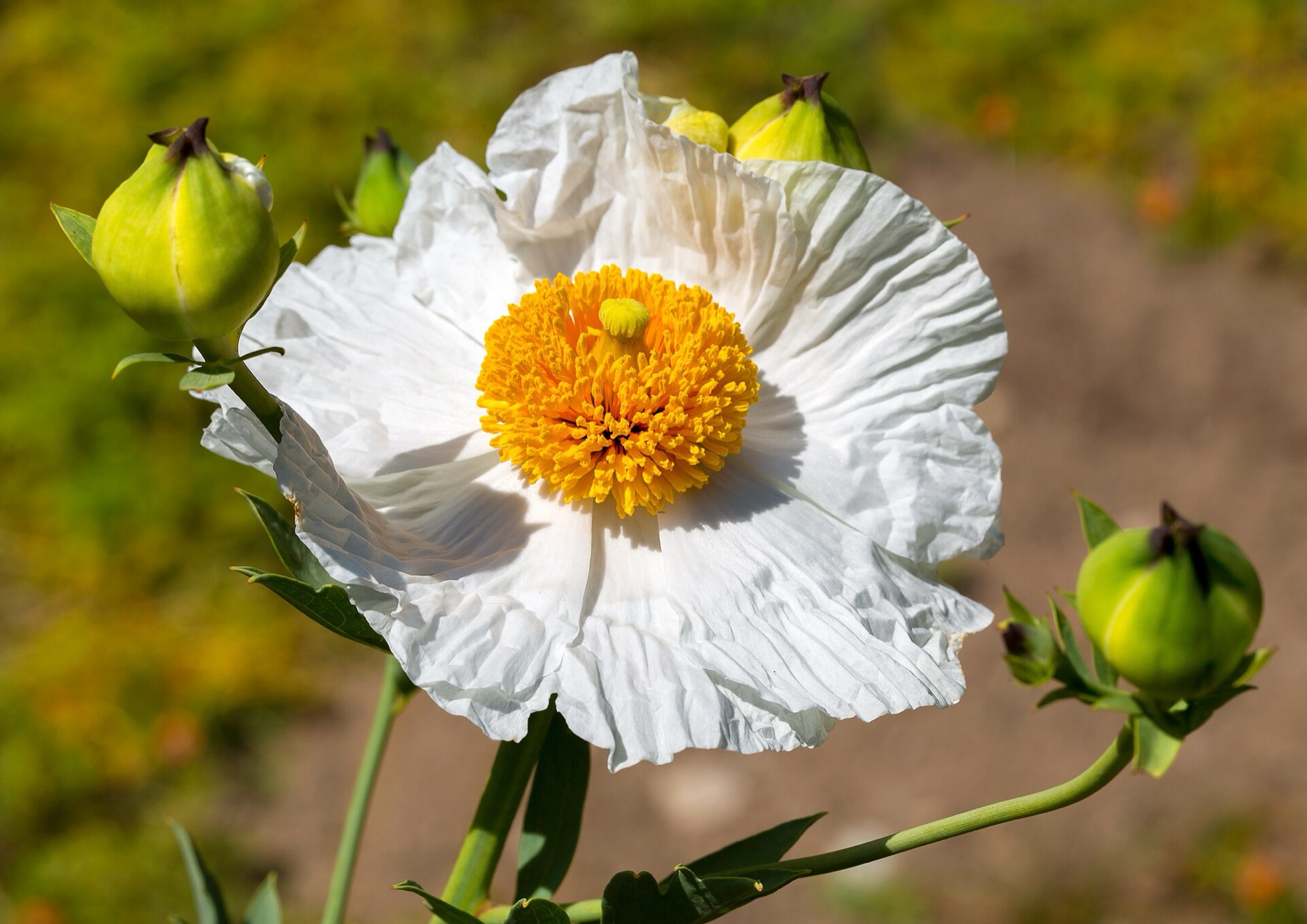Matilija Poppy — photo 20